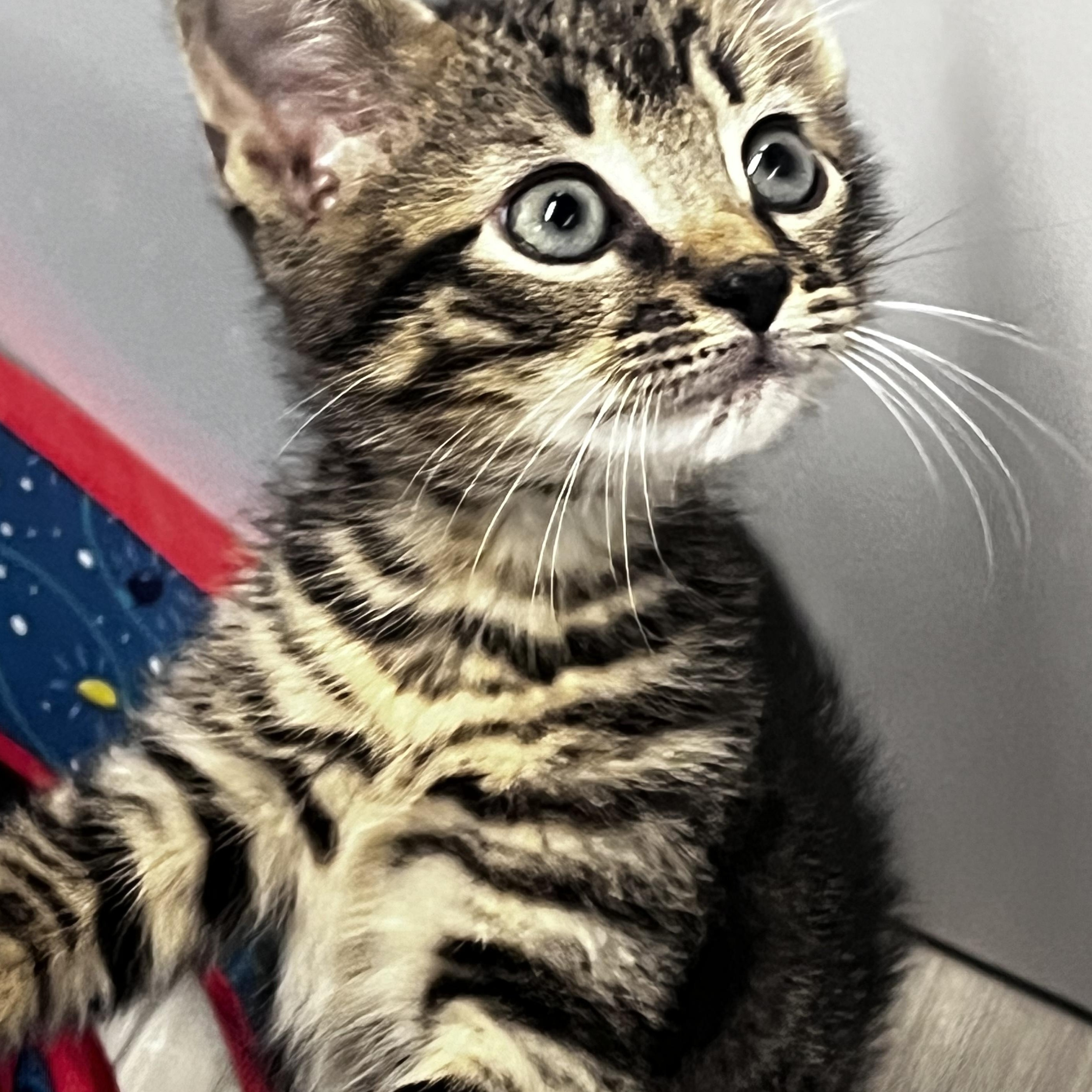 Enlarge Everett, a Adoptable Domestic Short Hair in Cranford, NJ image 5/6