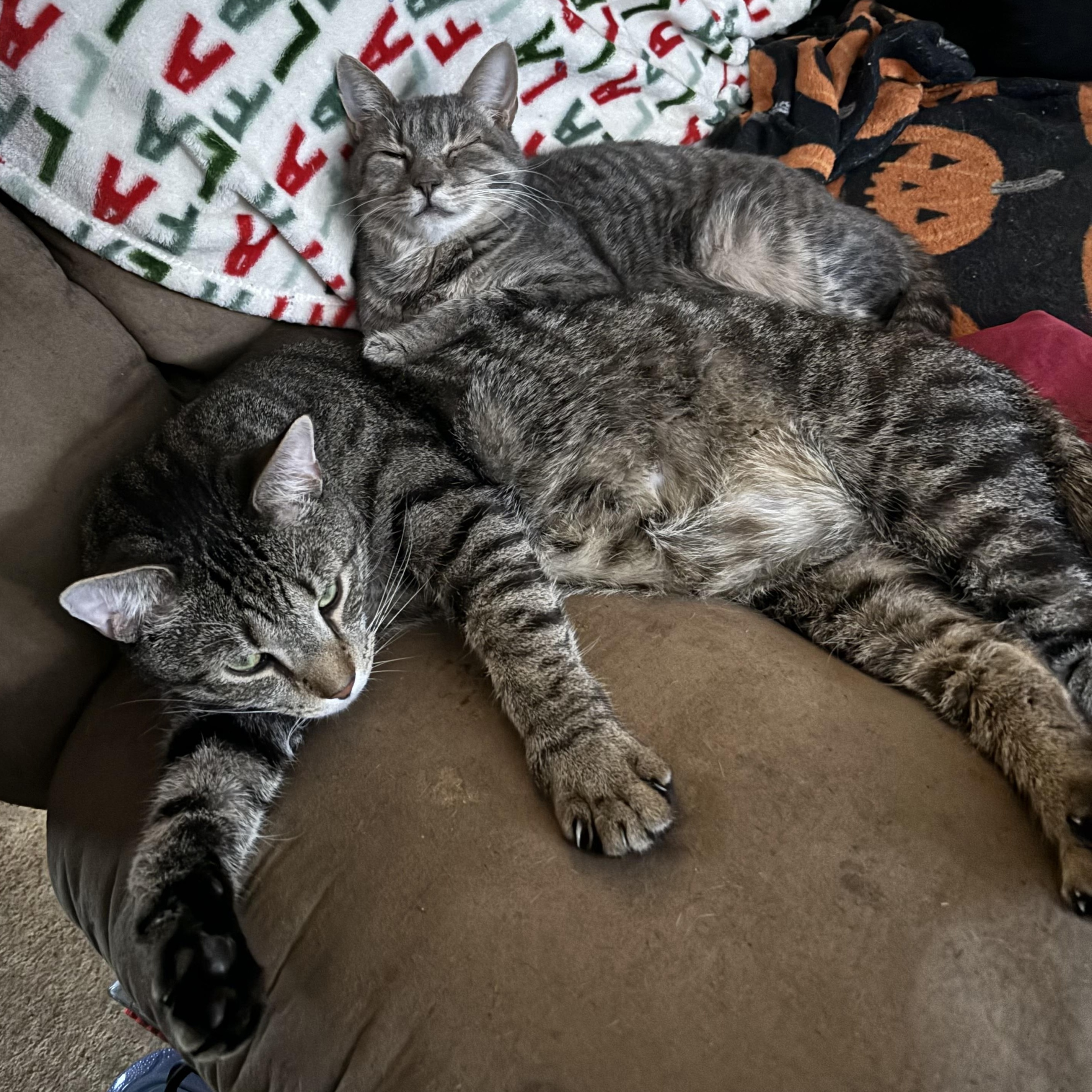 Enlarge Everett, a Adoptable Domestic Short Hair in Cranford, NJ image 2/6