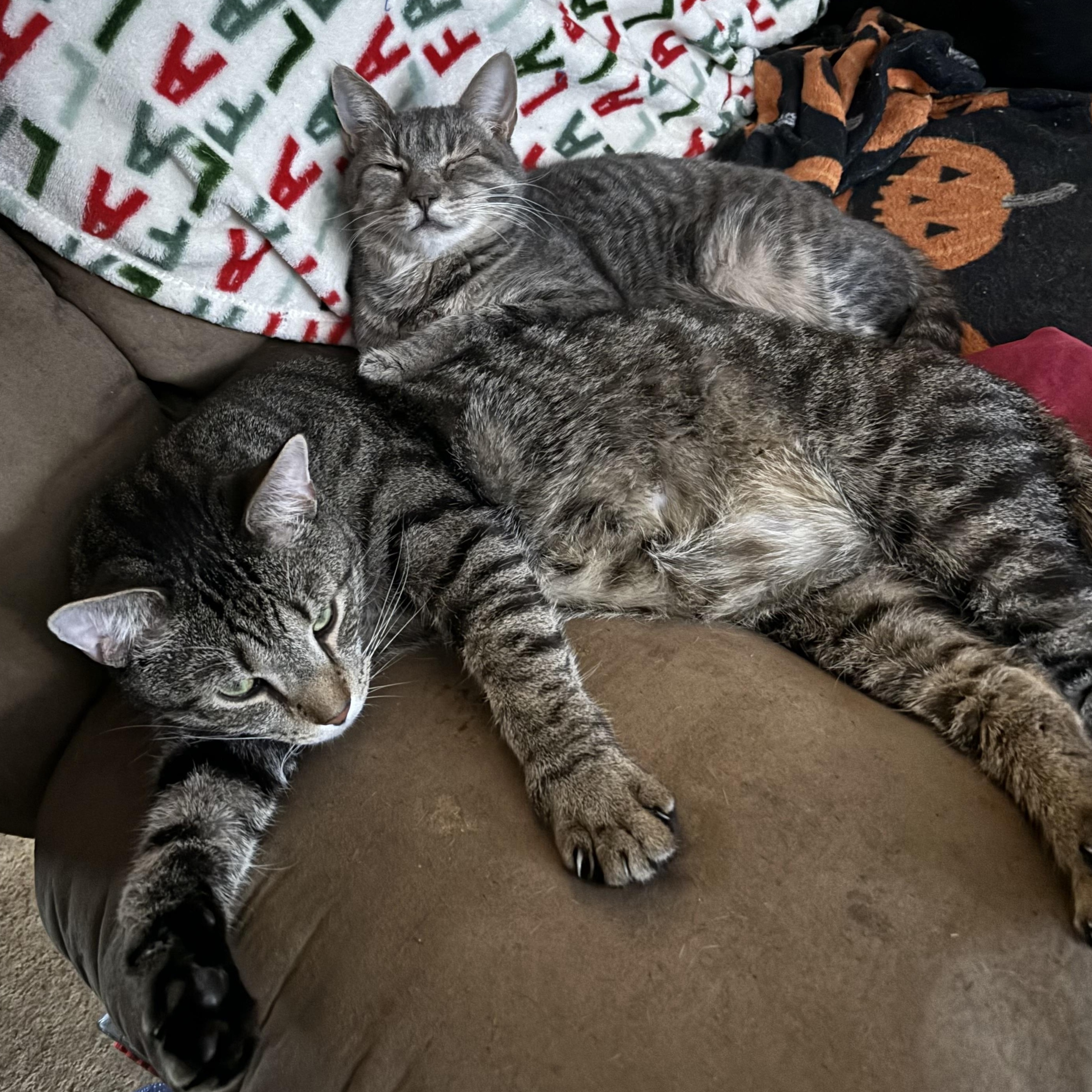 Enlarge Everett, a Adoptable Domestic Short Hair in Cranford, NJ image 4/6