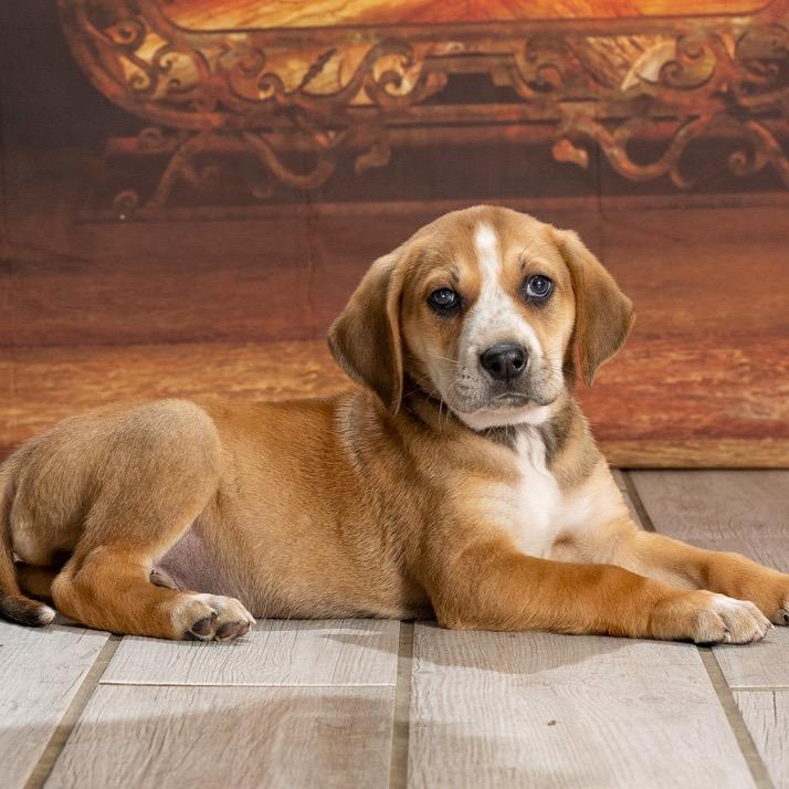 Enlarge Woodstock (Gold Collar), a Adoptable Redbone Coonhound in Newport, TN image 1/1