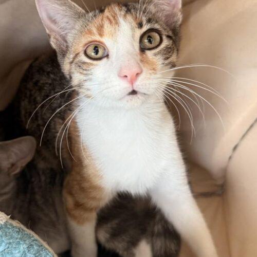 Hashbrown, Adoptable, Kitten Female Domestic Short Hair.