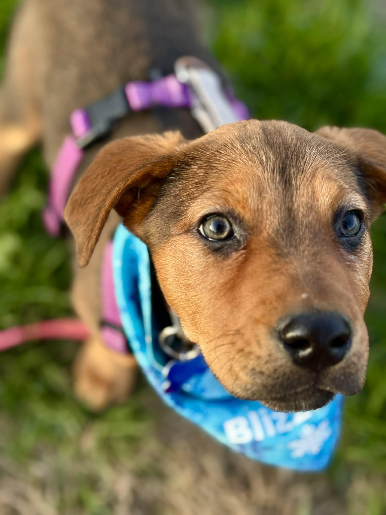 Enlarge Blizzard, a ADOPTABLE mixed breed in Columbia, MO image 2/4
