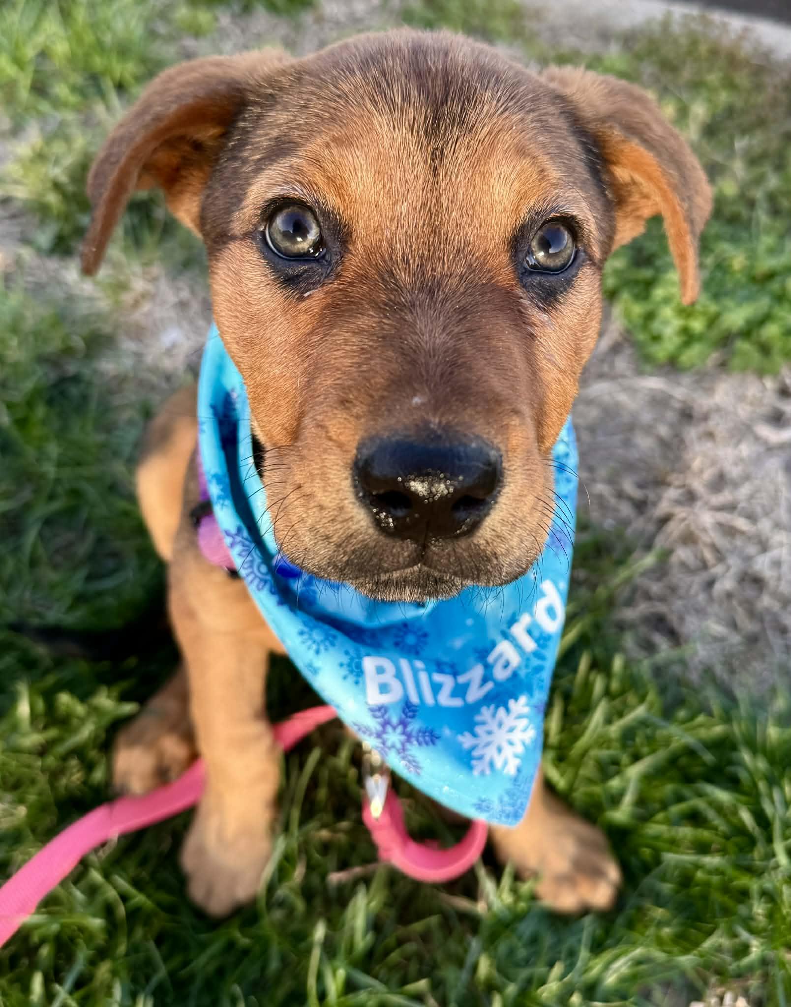 Enlarge Blizzard, a ADOPTABLE mixed breed in Columbia, MO image 4/4