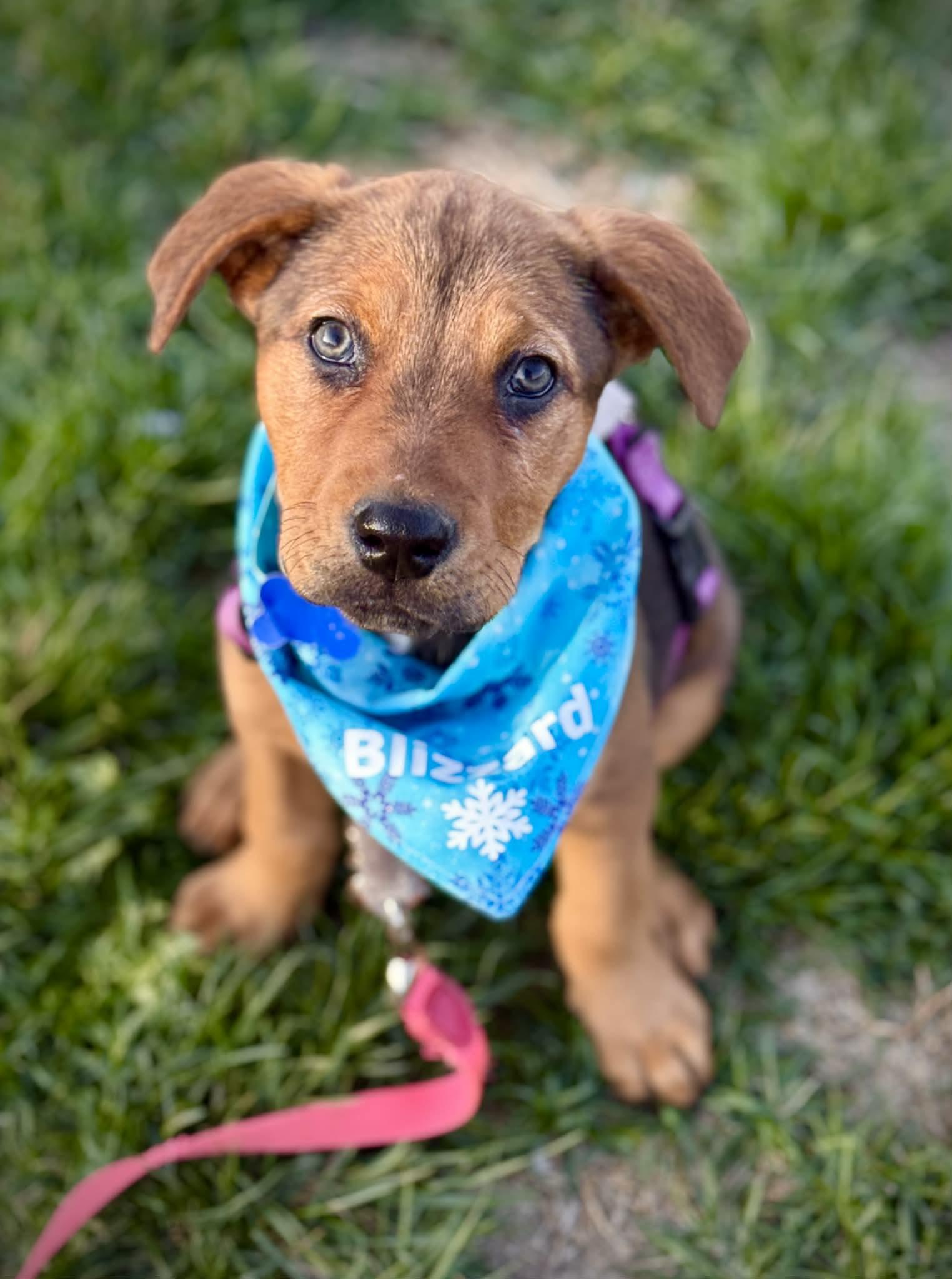 Enlarge Blizzard, a ADOPTABLE mixed breed in Columbia, MO image 1/4