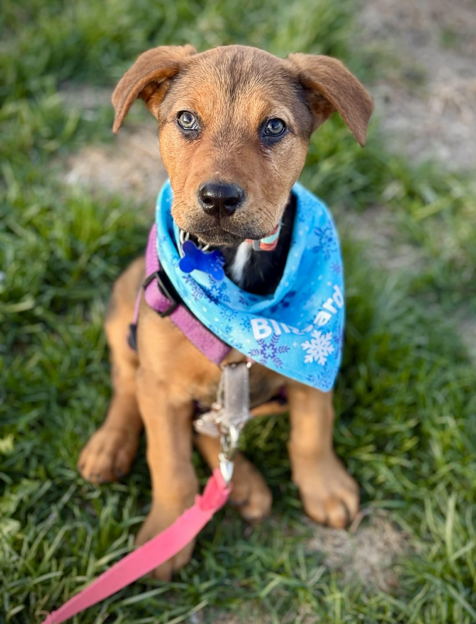 Enlarge Blizzard, a ADOPTABLE mixed breed in Columbia, MO image 3/4