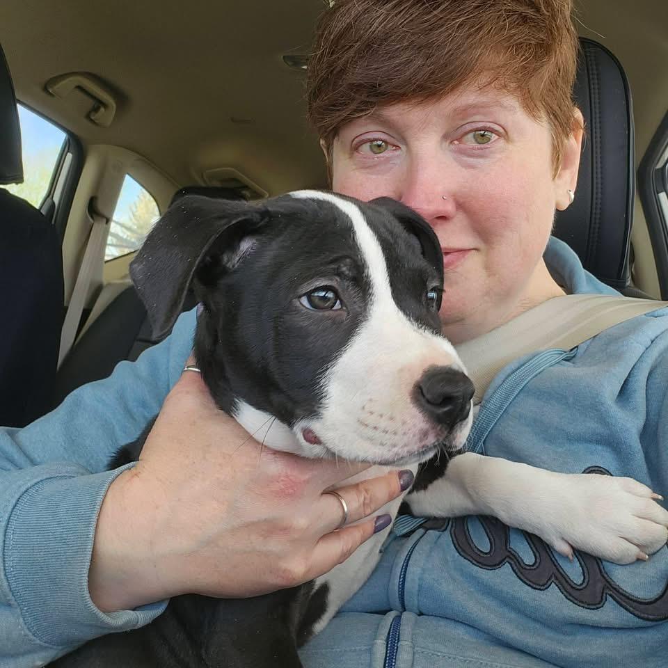 Dunkin, adopted, Puppy Male Terrier & Pit Bull Terrier.