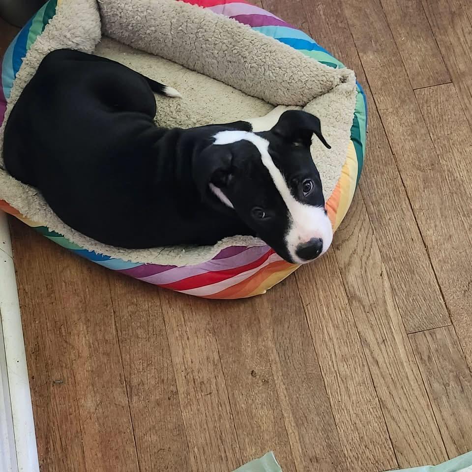 Enlarge Dunkin, an adopted mixed breed in Elyria, OH image 3/3