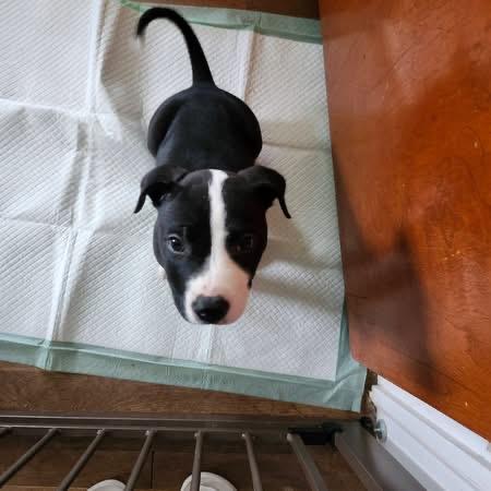 Enlarge Dunkin, an adopted mixed breed in Elyria, OH image 2/3