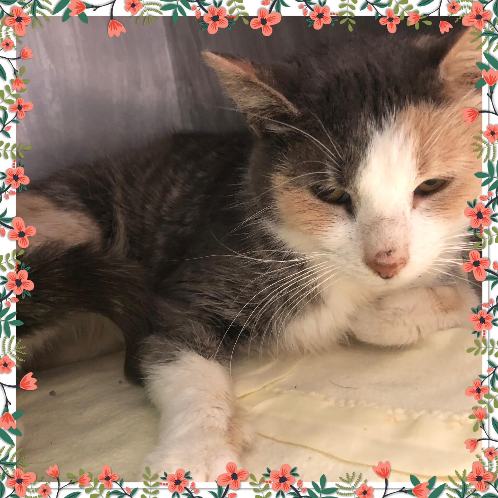 LUMI, ADOPTABLE, Adult Female Domestic Short Hair.