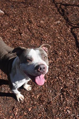Enlarge POLO, a Adoptable mixed breed in Panama City, FL image 1/1