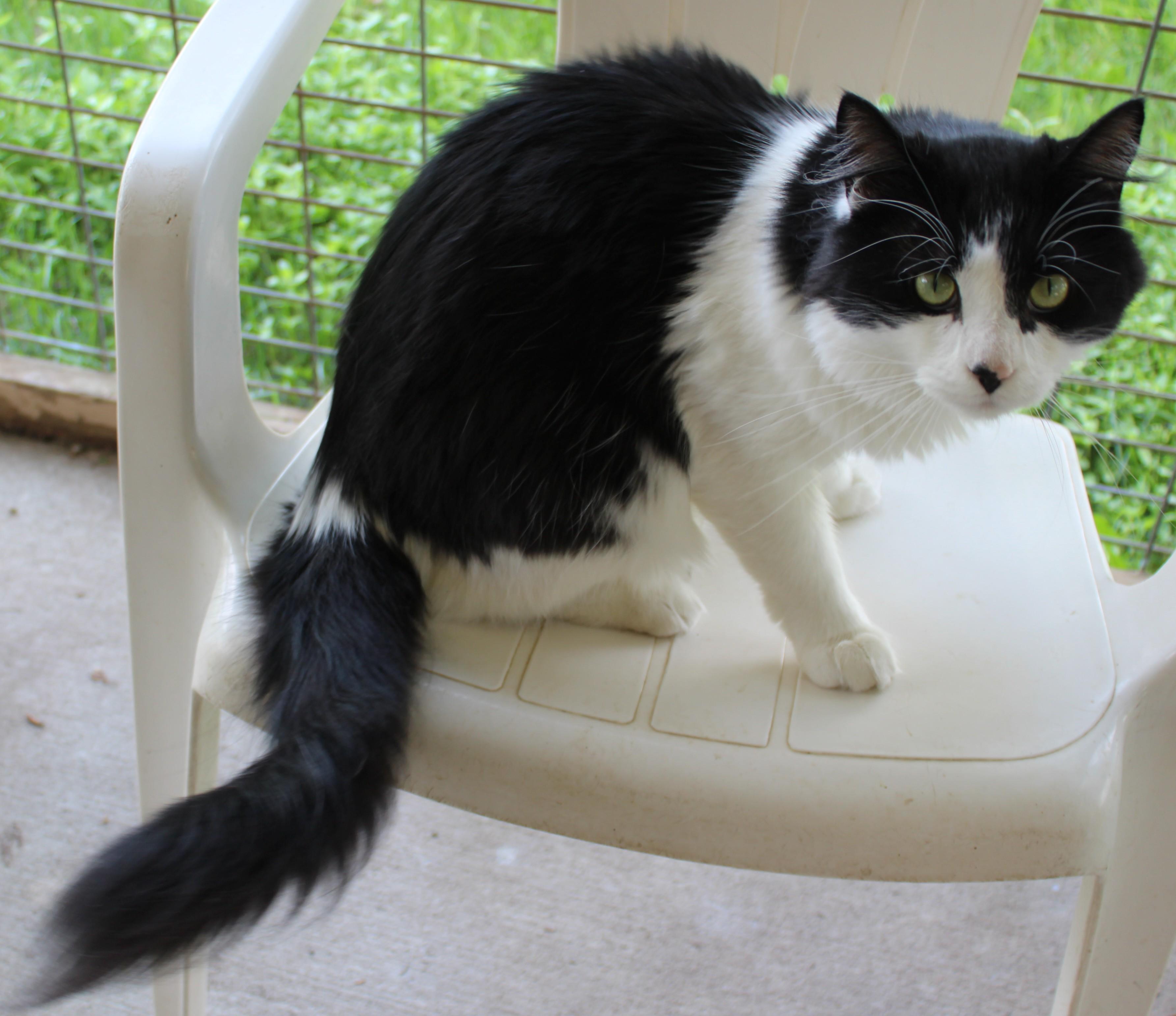 Levi, Adult Male unknown