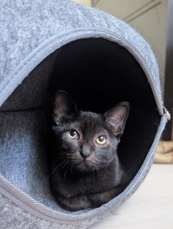 Enlarge Catsanova, a Adoptable mixed breed in Dublin, CA image 1/1