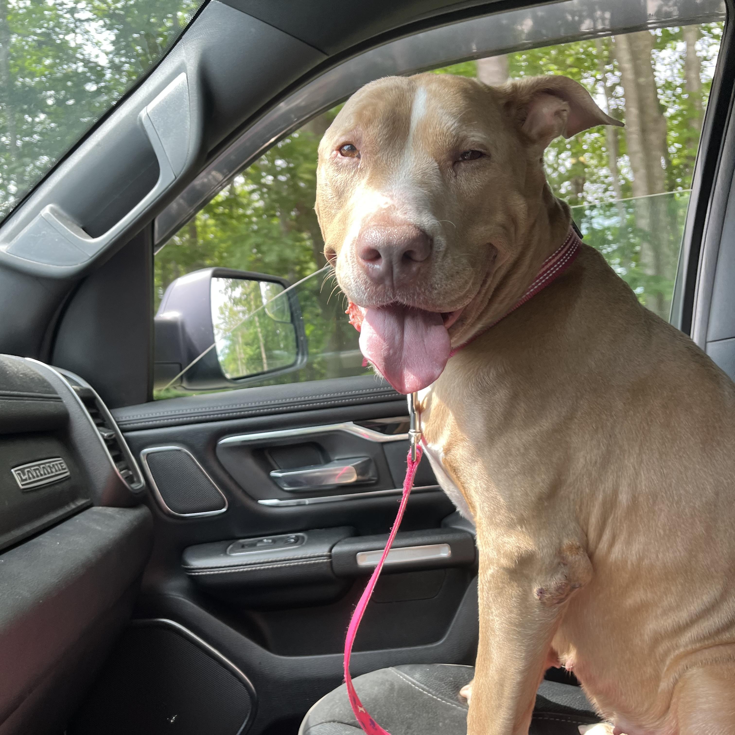 Kardi, Adoptable, Adult Female Mixed Breed.