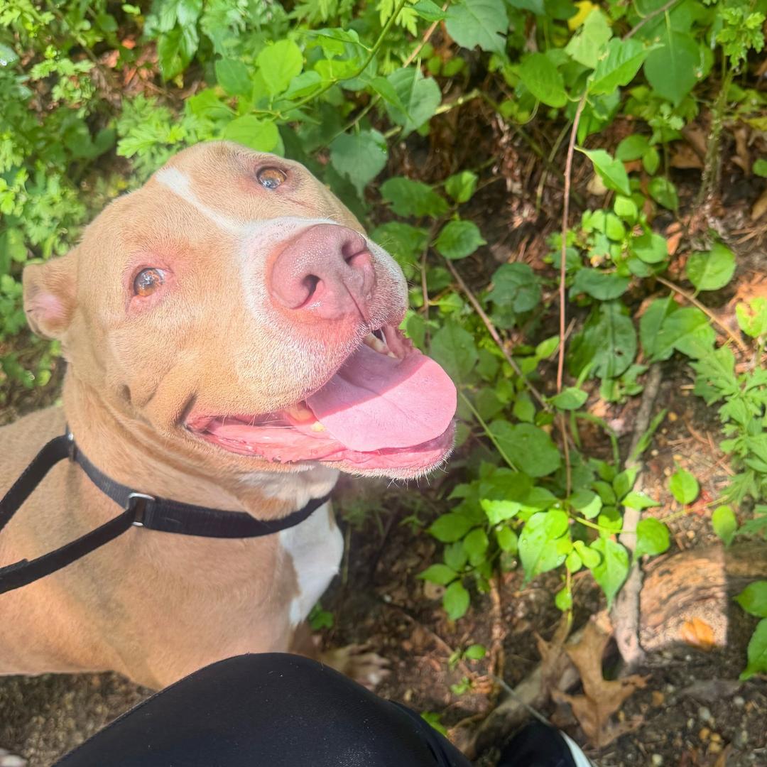 Enlarge Kardi, a ADOPTABLE Mixed Breed in Porter Corners, NY image 2/6