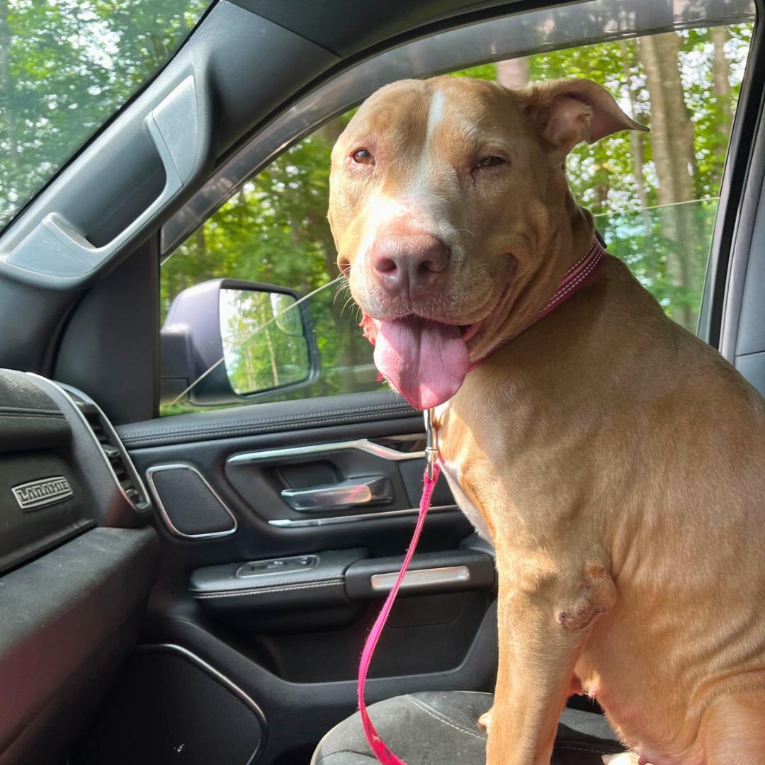 Enlarge Kardi, a ADOPTABLE Mixed Breed in Porter Corners, NY image 5/6