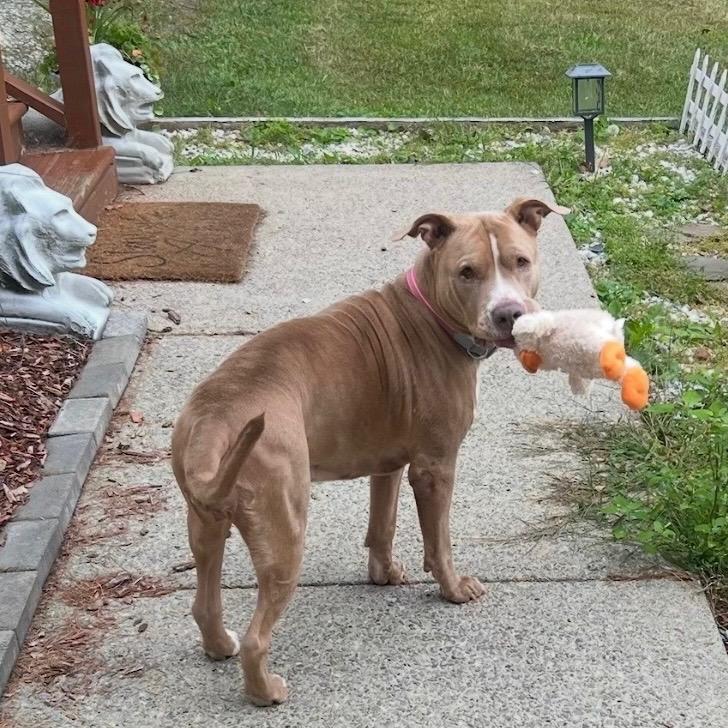 Enlarge Kardi, a Adoptable Mixed Breed in New York, NY image 2/6