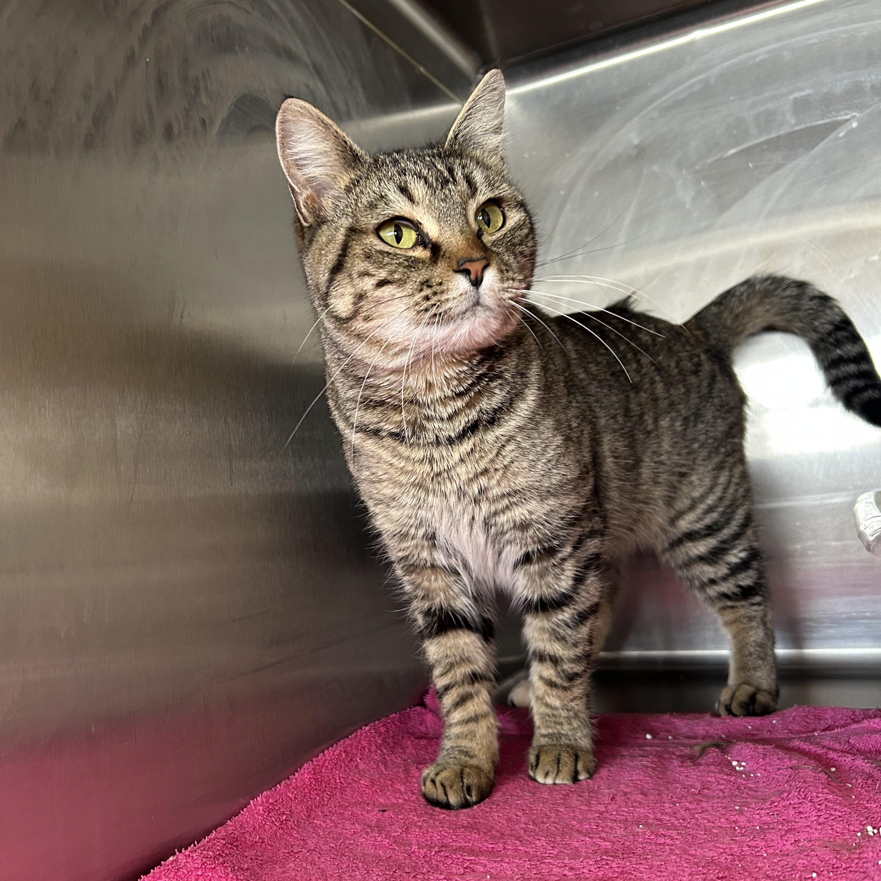 SNICKERS, ADOPTABLE, Adult Female Tabby.