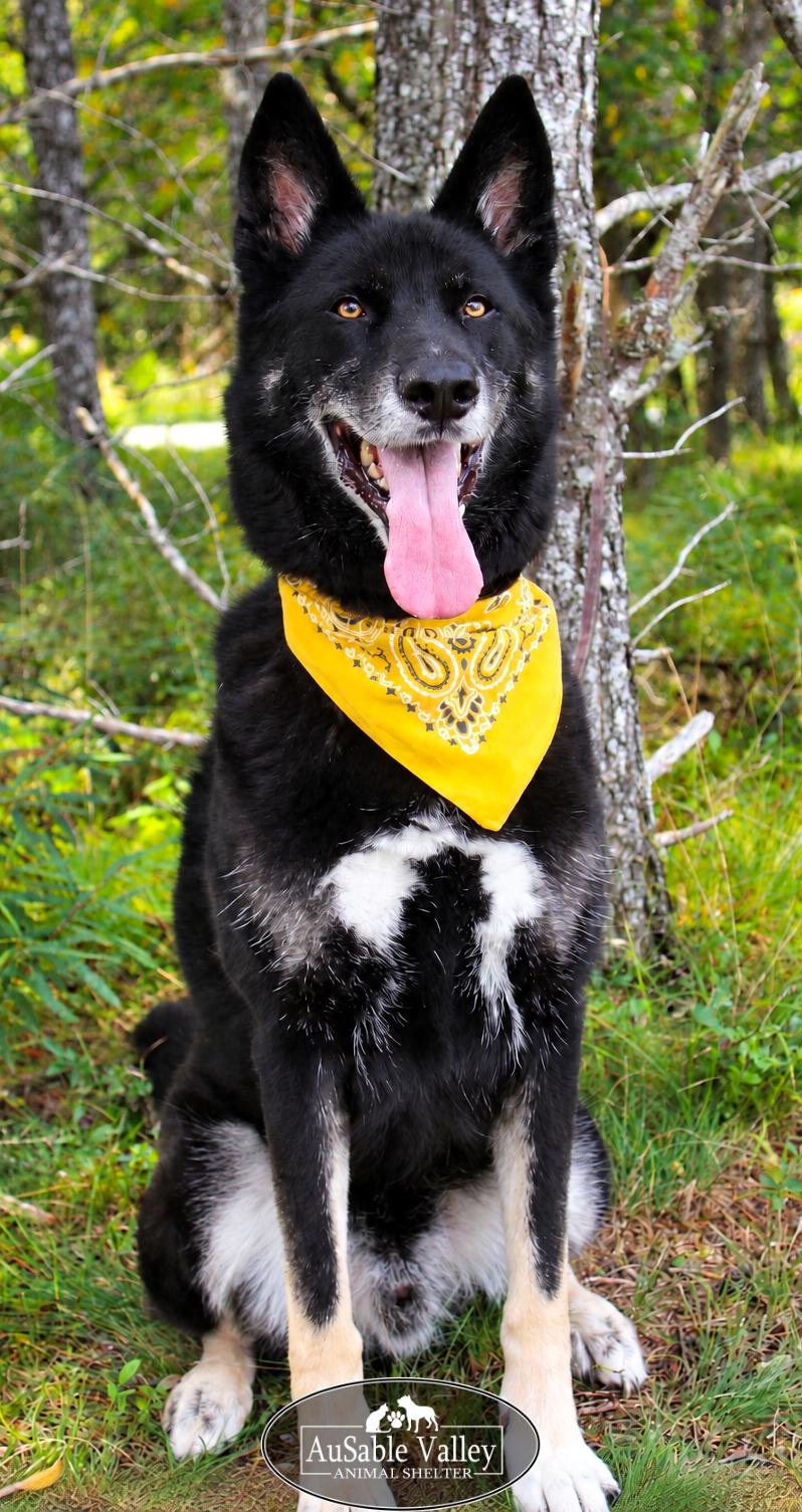 Enlarge Max, a Adopted mixed breed in Grayling, MI image 6/6