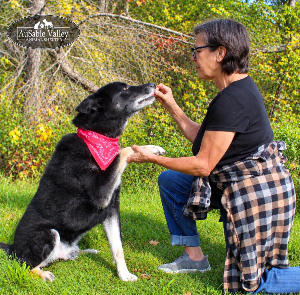 Enlarge Max, a Adopted mixed breed in Grayling, MI image 3/6