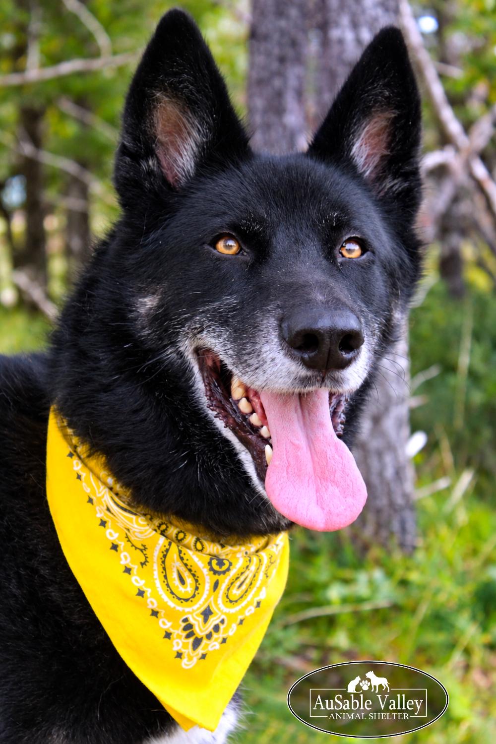 Enlarge Max, a Adopted mixed breed in Grayling, MI image 4/6