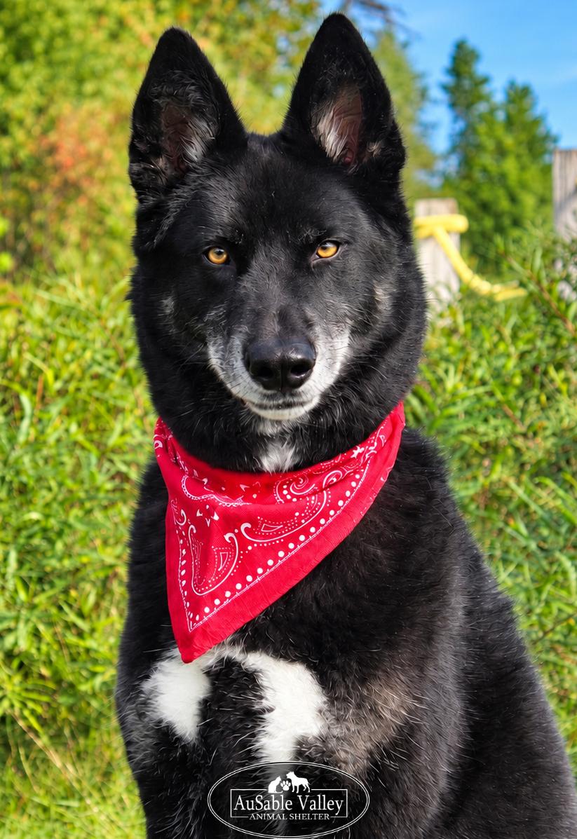 Enlarge Max, a Adopted mixed breed in Grayling, MI image 2/6