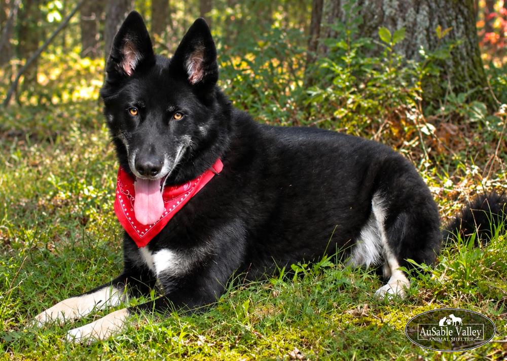 Enlarge Max, a Adopted mixed breed in Grayling, MI image 1/6