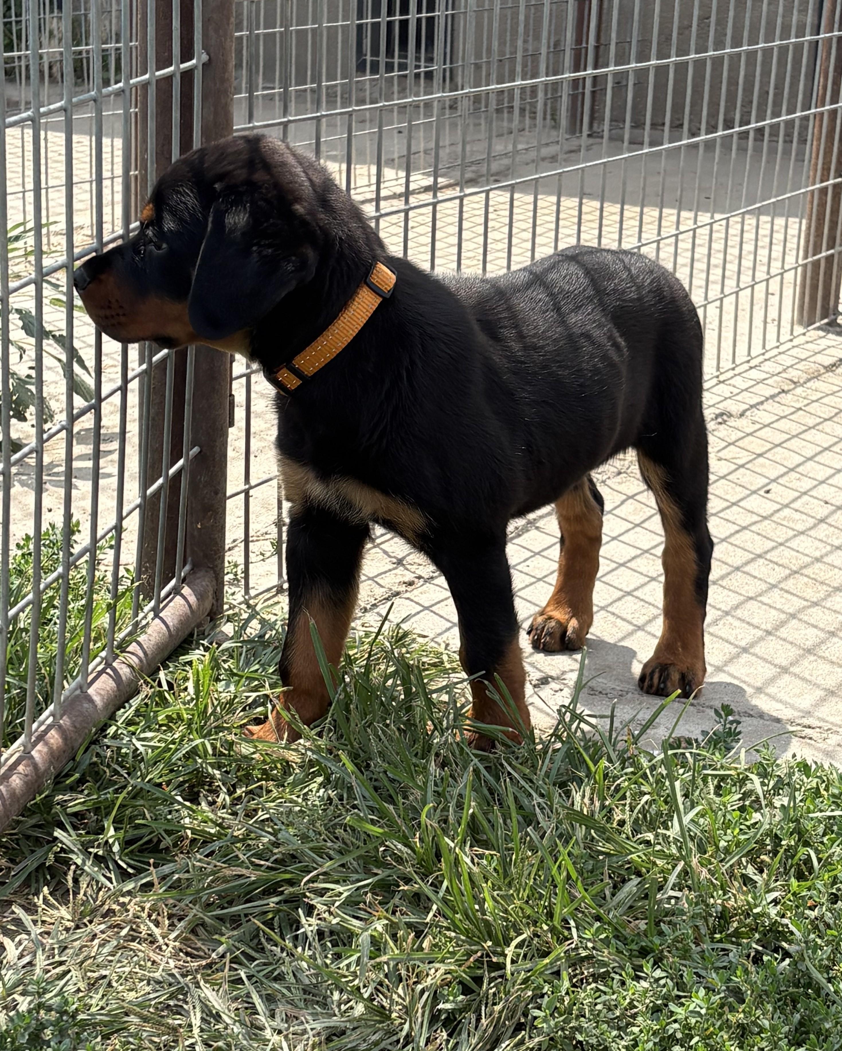 Pepper, an adopted Rottweiler in Grant, NE image 5/5