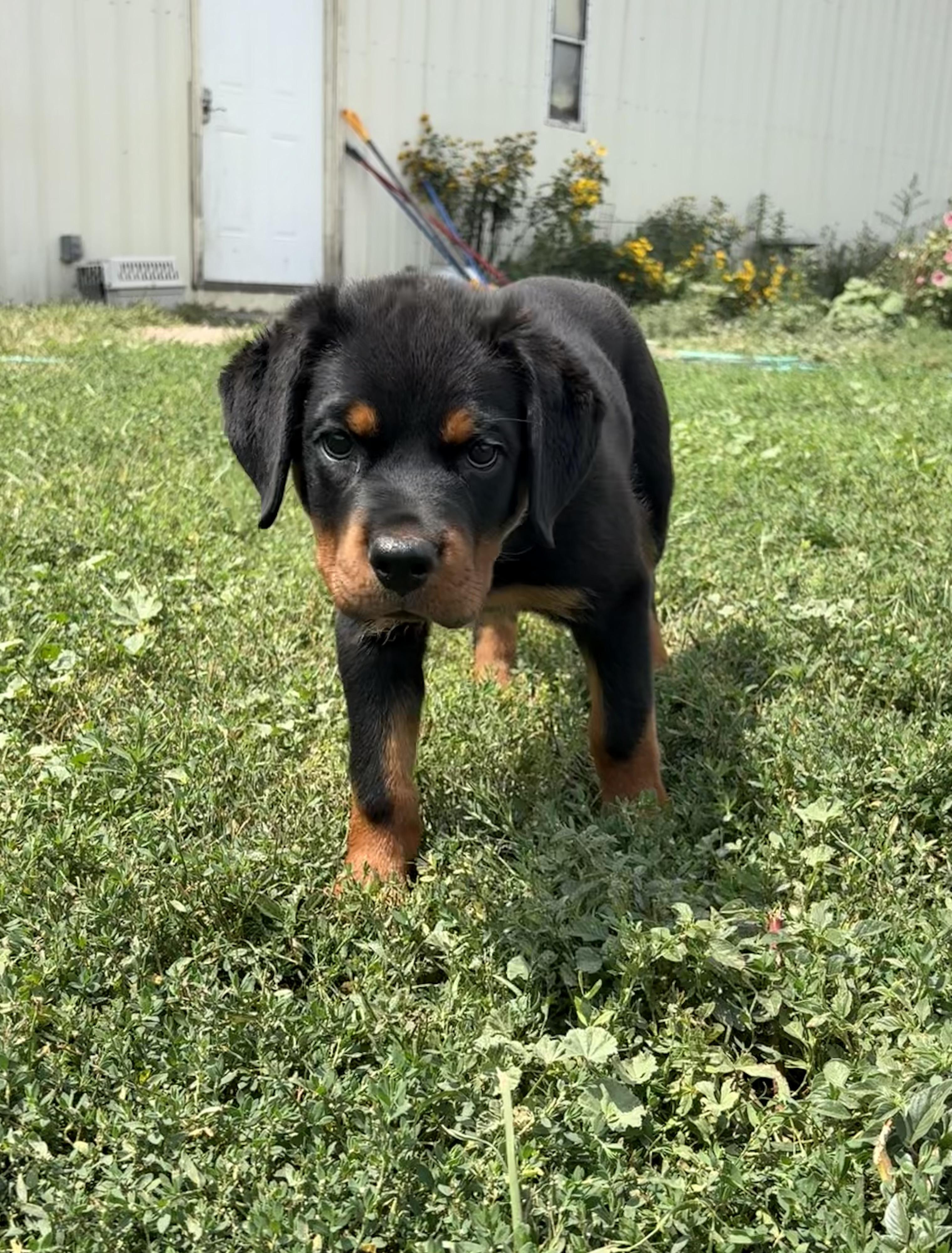 Pepper, an adopted Rottweiler in Grant, NE image 1/5