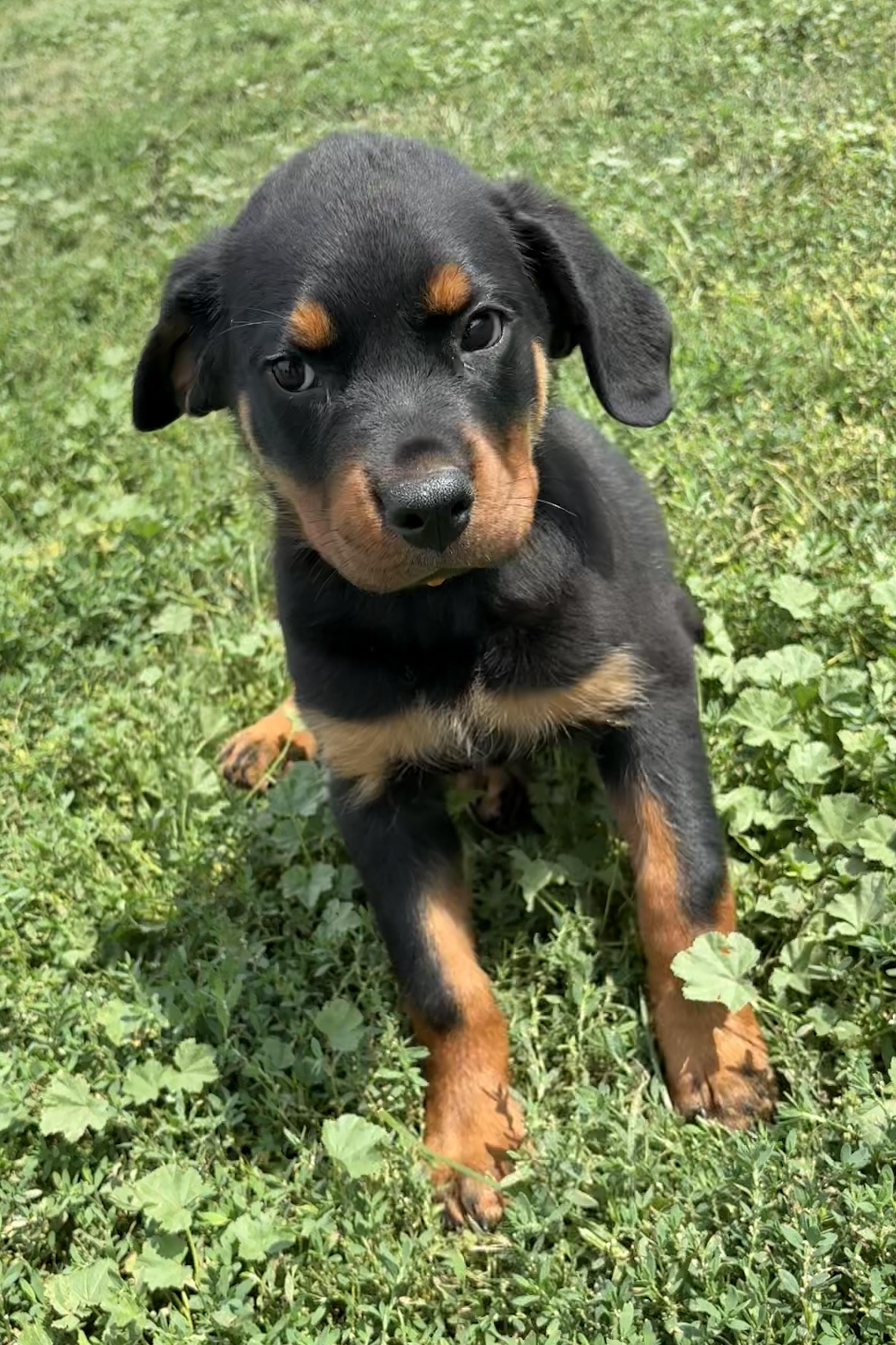 Pepper, an adopted Rottweiler in Grant, NE image 4/5