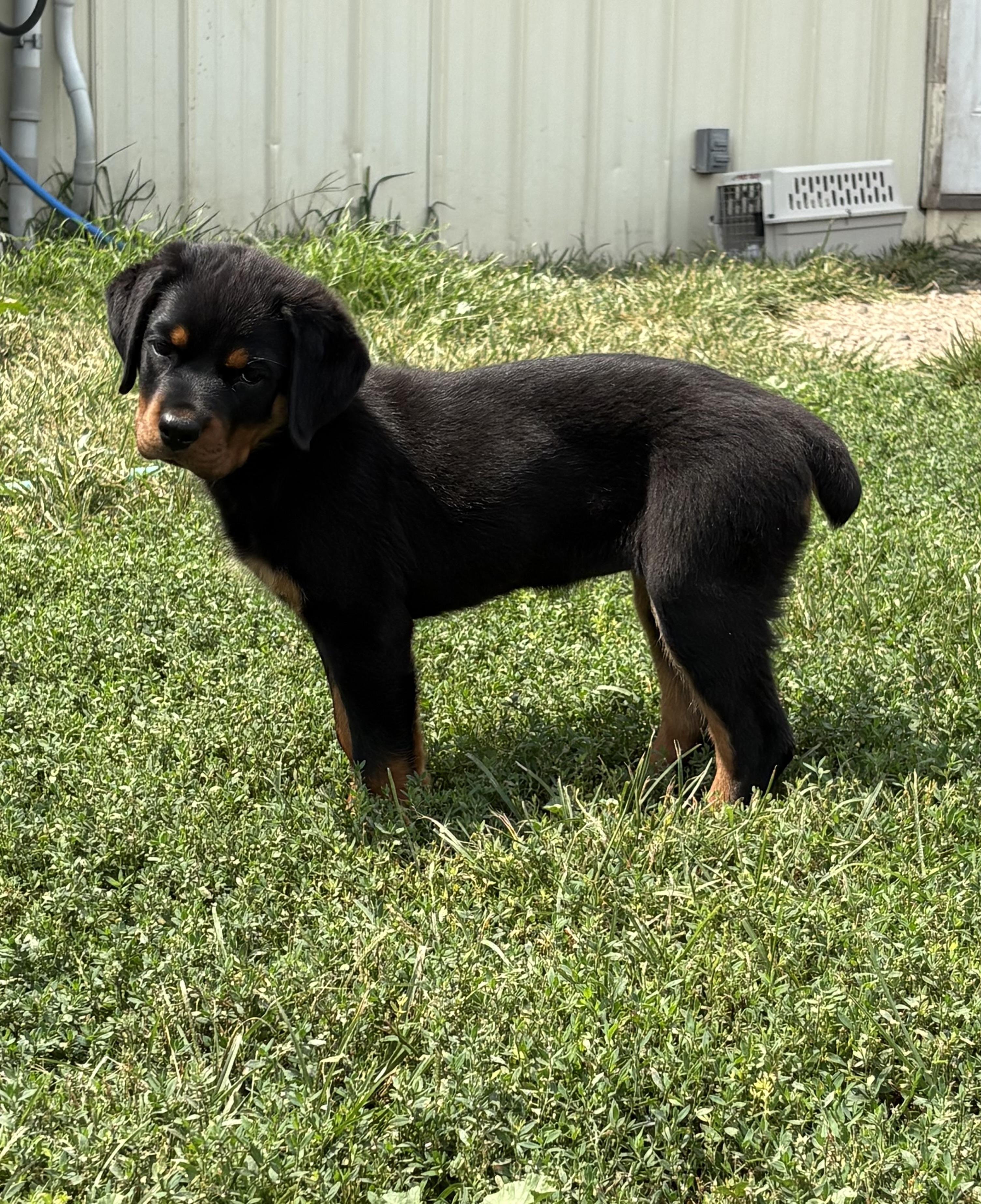 Pepper, an adopted Rottweiler in Grant, NE image 2/5