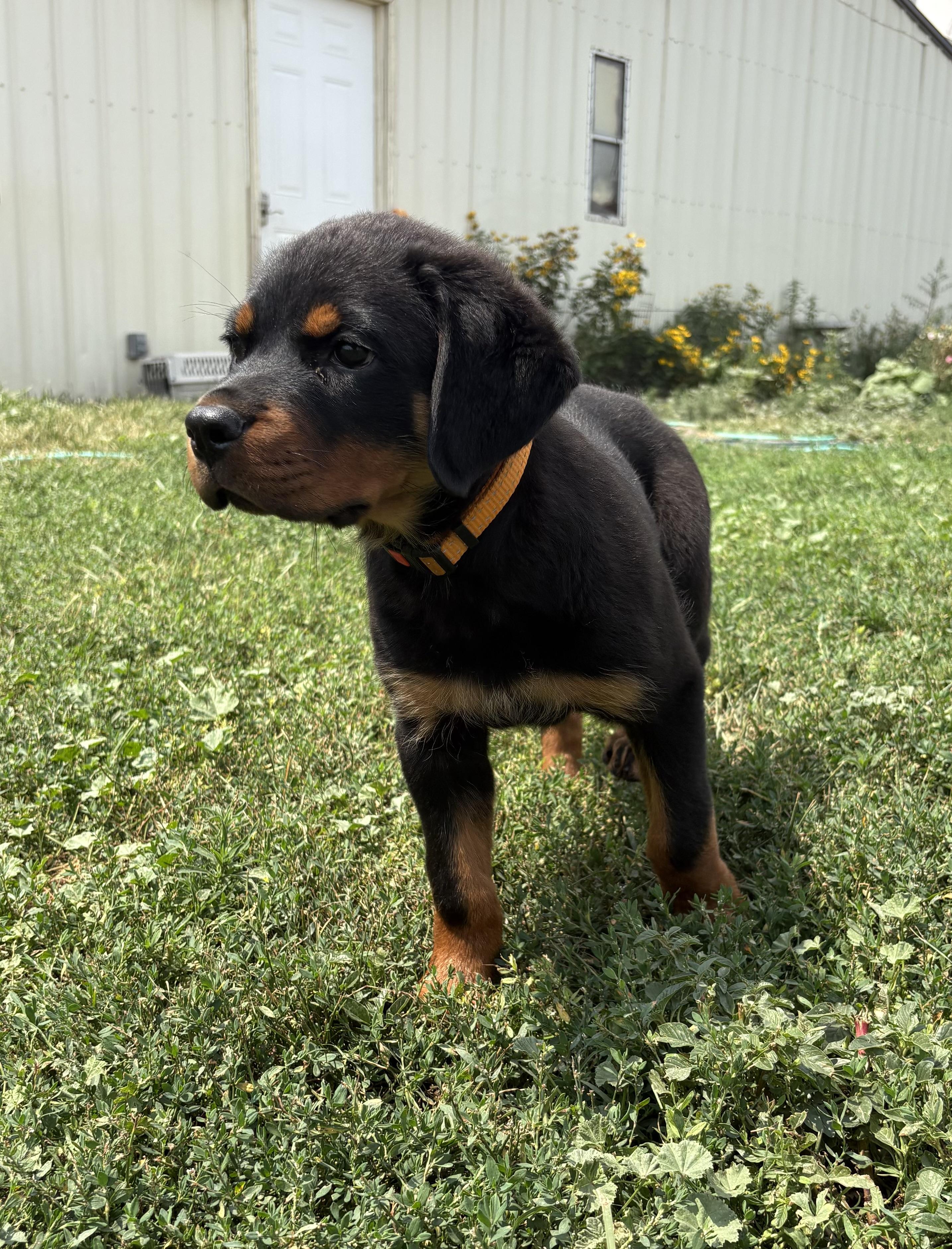 Pepper, an adopted Rottweiler in Grant, NE image 3/5