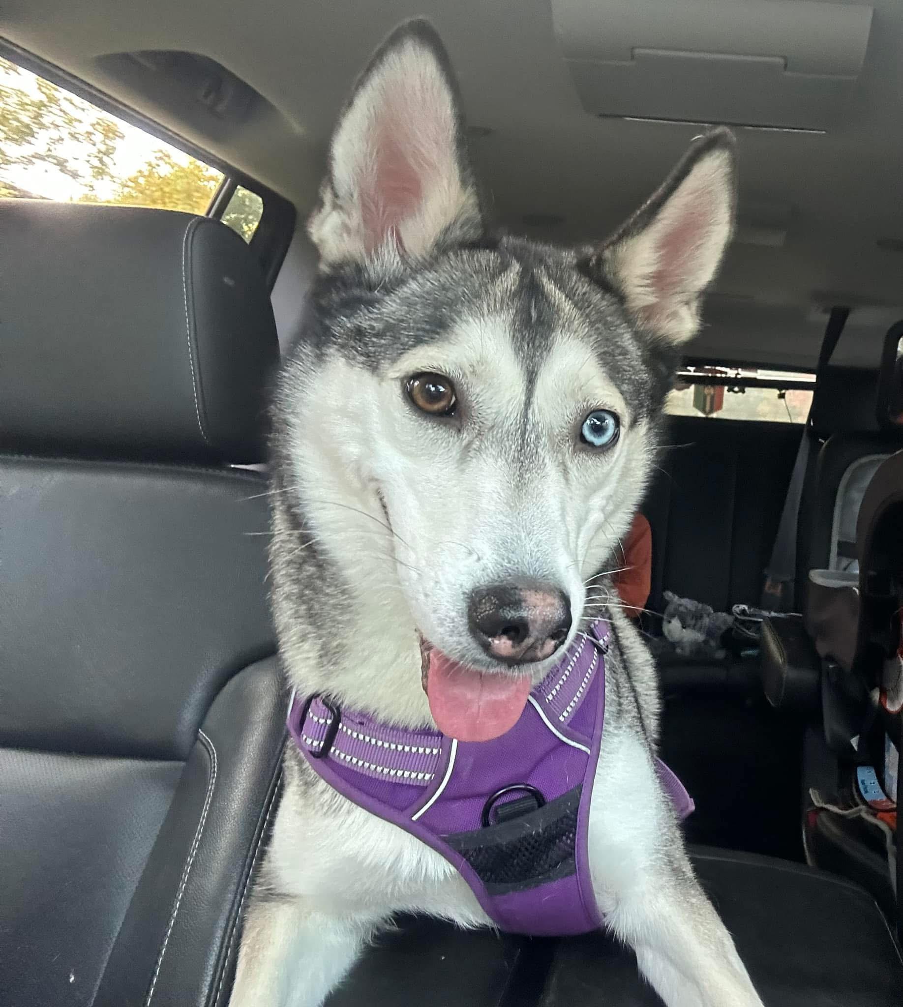 Dakota, a Adoptable mixed breed in HANSON, MA image 2/3