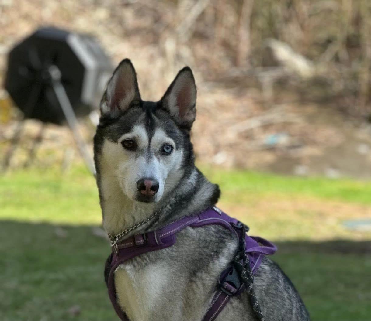 Dakota, a Adoptable mixed breed in HANSON, MA image 3/3