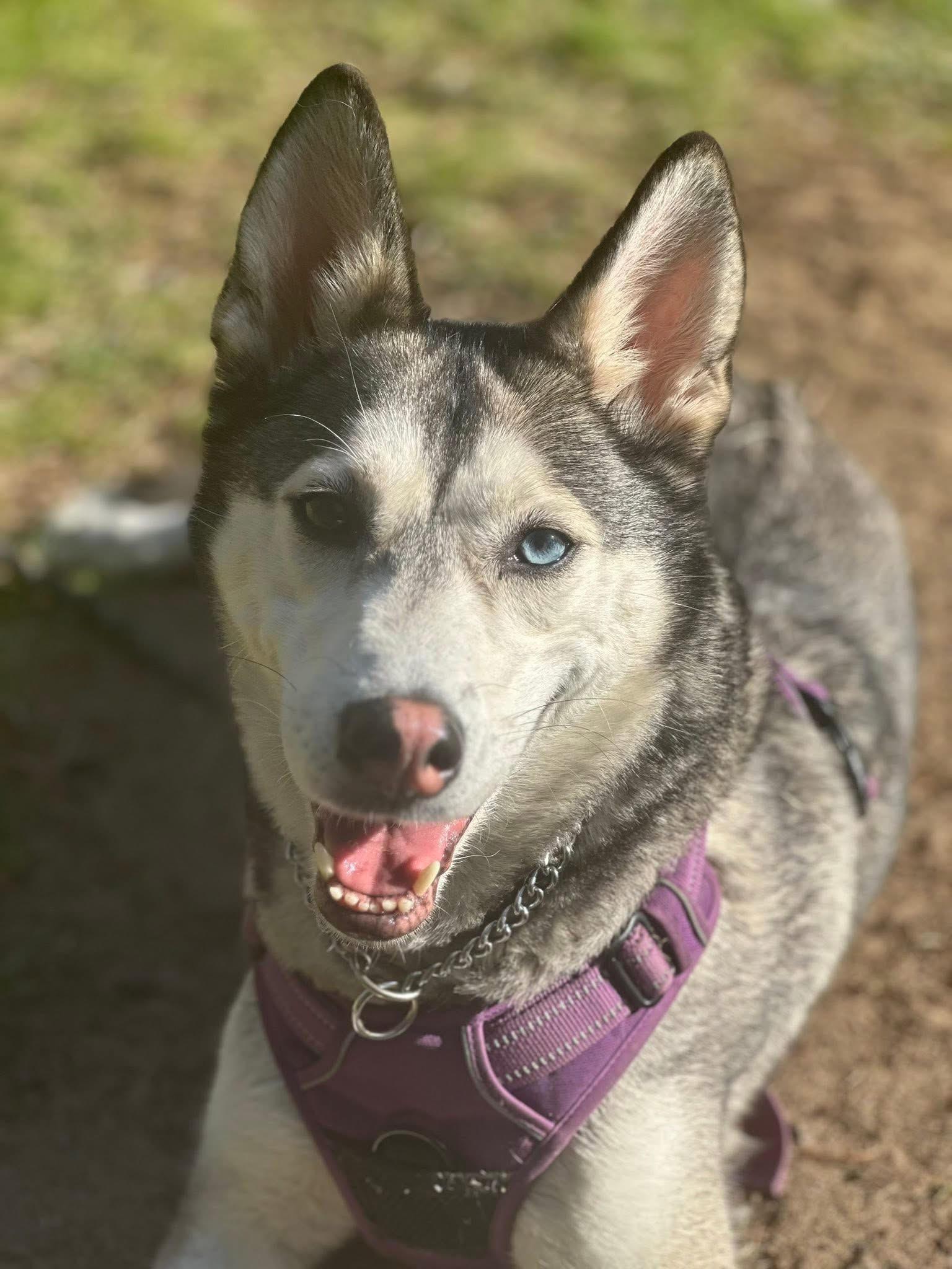 Dakota, Adoptable, Adult Female Siberian Husky & Husky.
