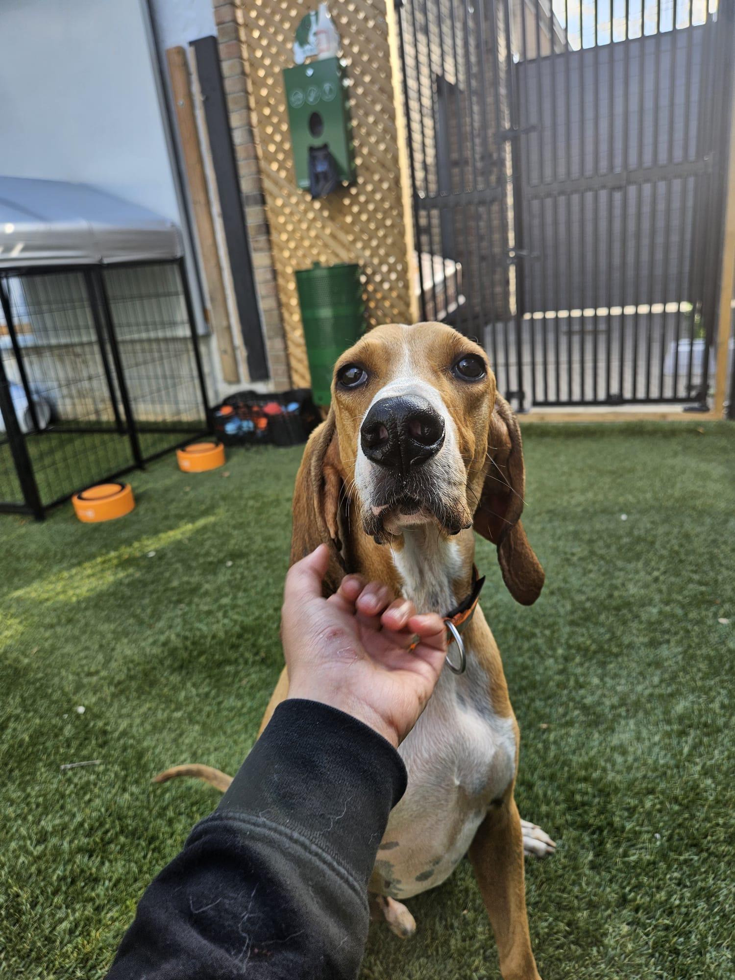 Arlo, a Adoptable mixed breed in Aurora, ON image 2/6