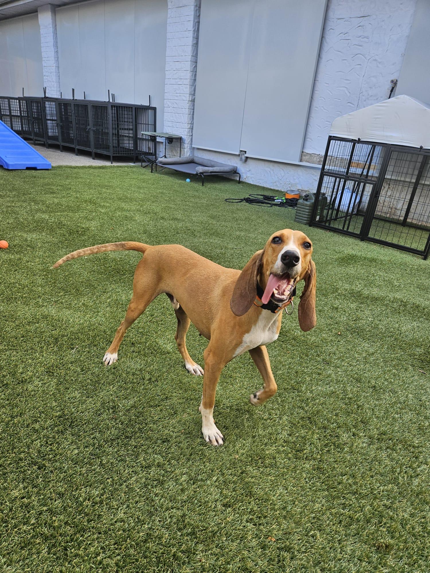 Arlo, a Adoptable mixed breed in Aurora, ON image 3/6