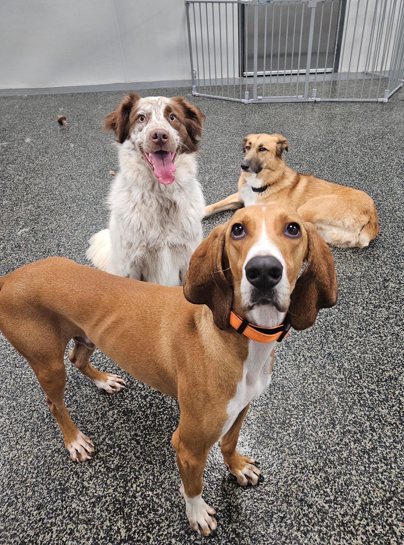 Arlo, a Adoptable mixed breed in Aurora, ON image 6/6