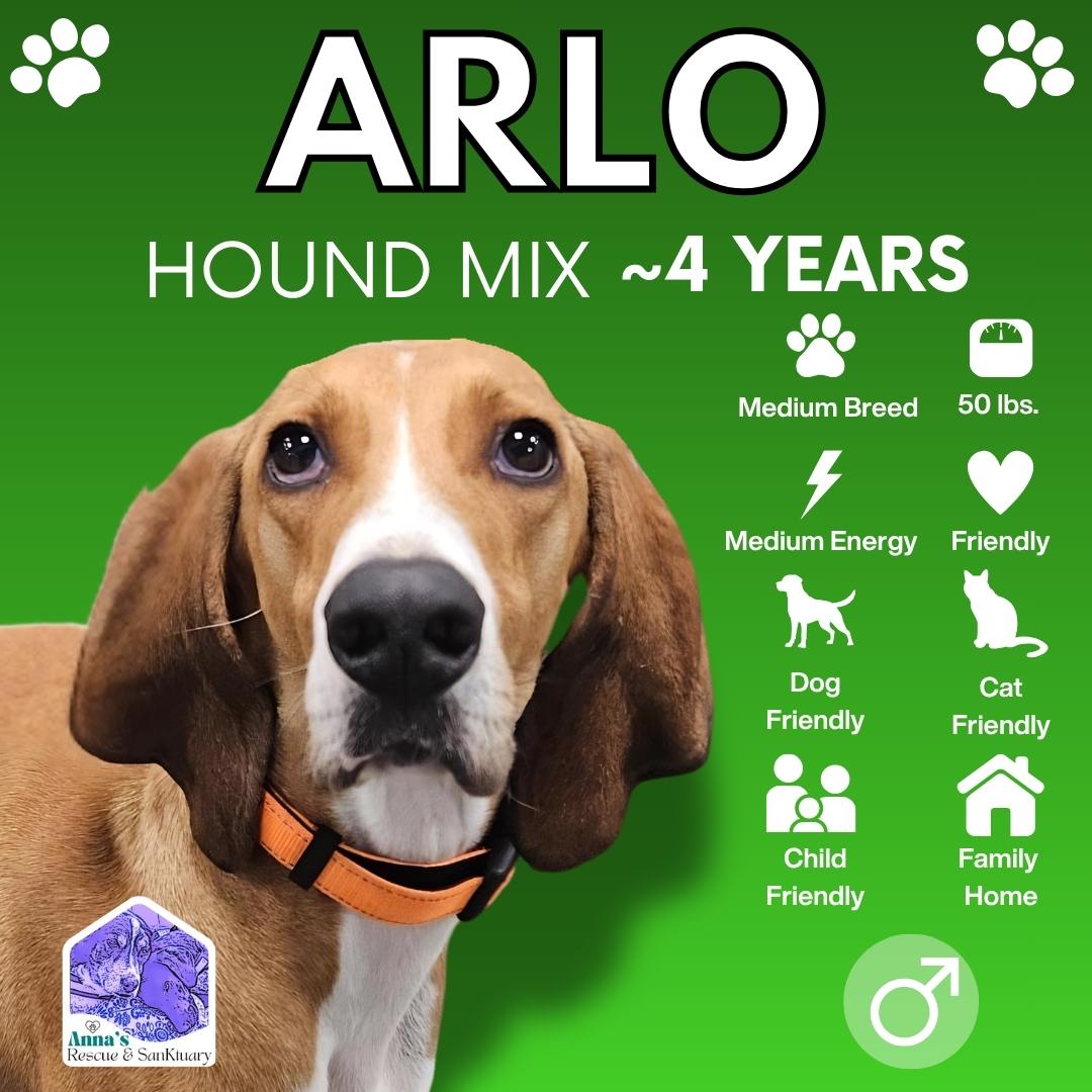 Arlo, Adoptable, Adult Male Hound.