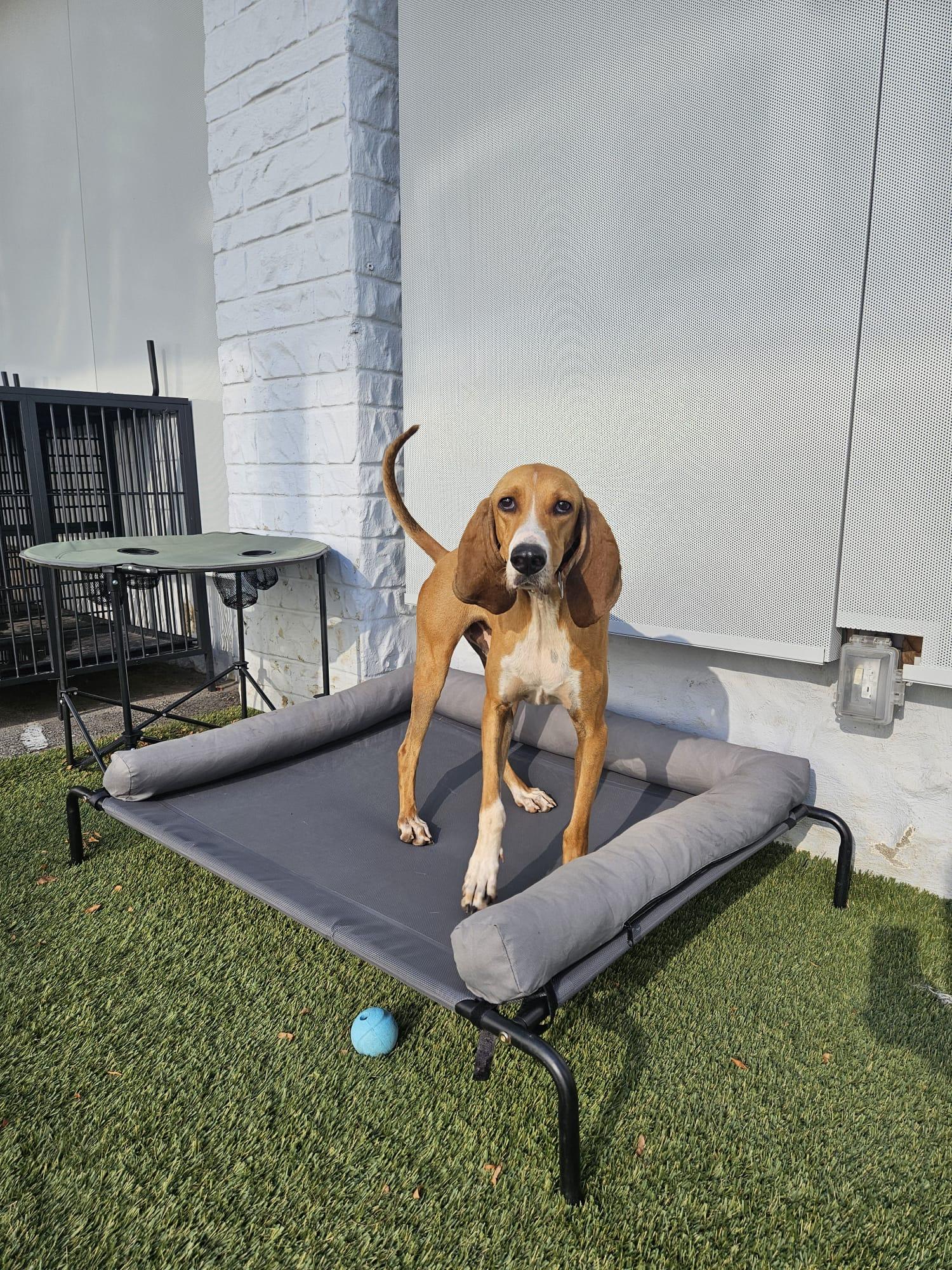 Arlo, a Adoptable mixed breed in Aurora, ON image 5/6