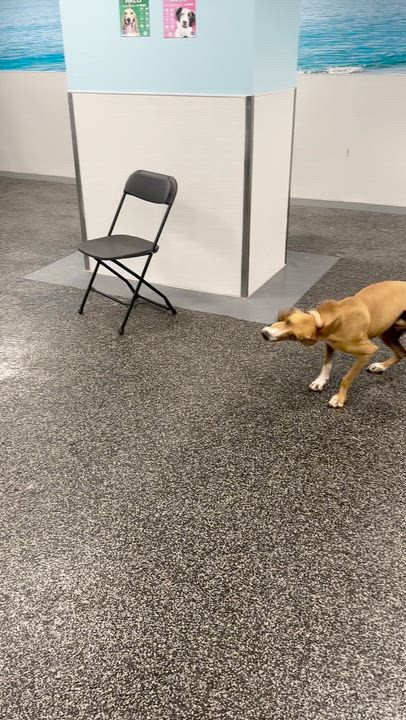 Enlarge Arlo, a Adoptable mixed breed in Aurora, ON video 4/6
