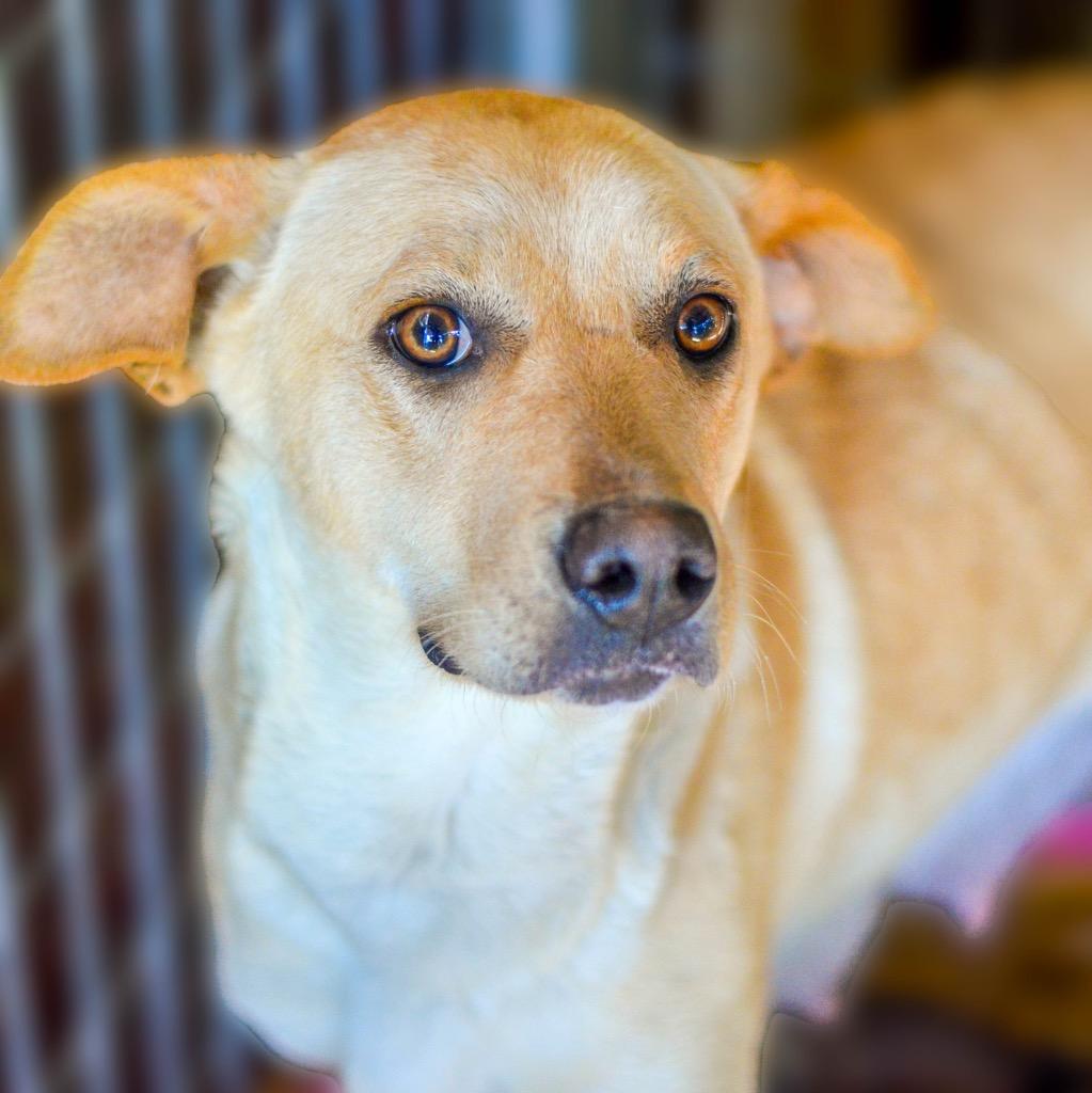 Enlarge Helena, a Adoptable mixed breed in Quinlan, TX image 1/4