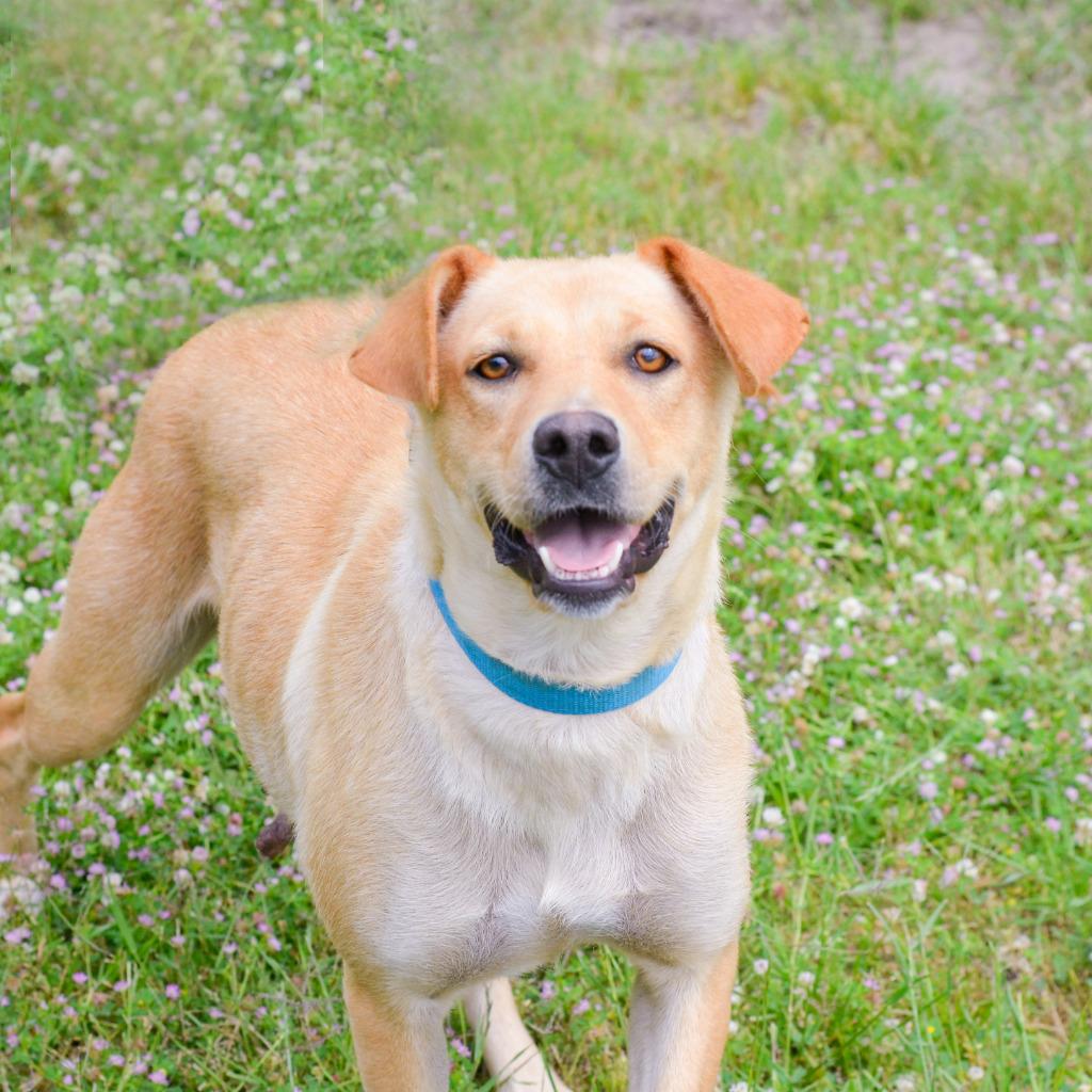 Enlarge Helena, a Adoptable mixed breed in Quinlan, TX image 2/4