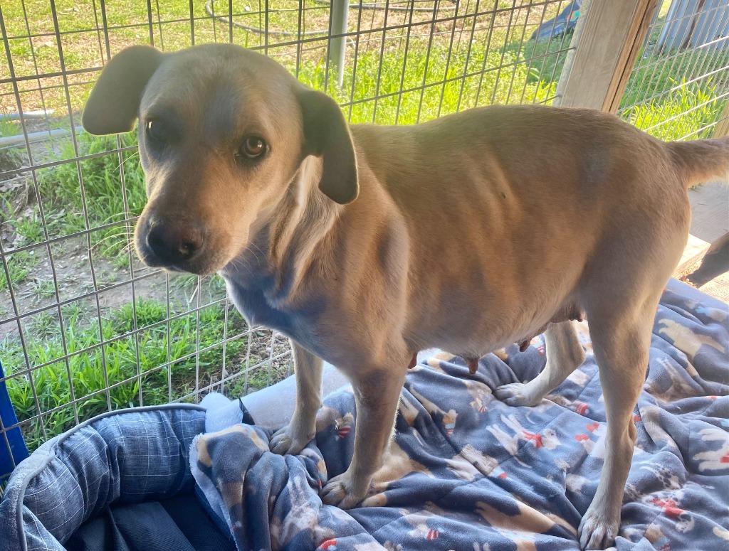 Enlarge Helena, a Adoptable mixed breed in Quinlan, TX image 3/4