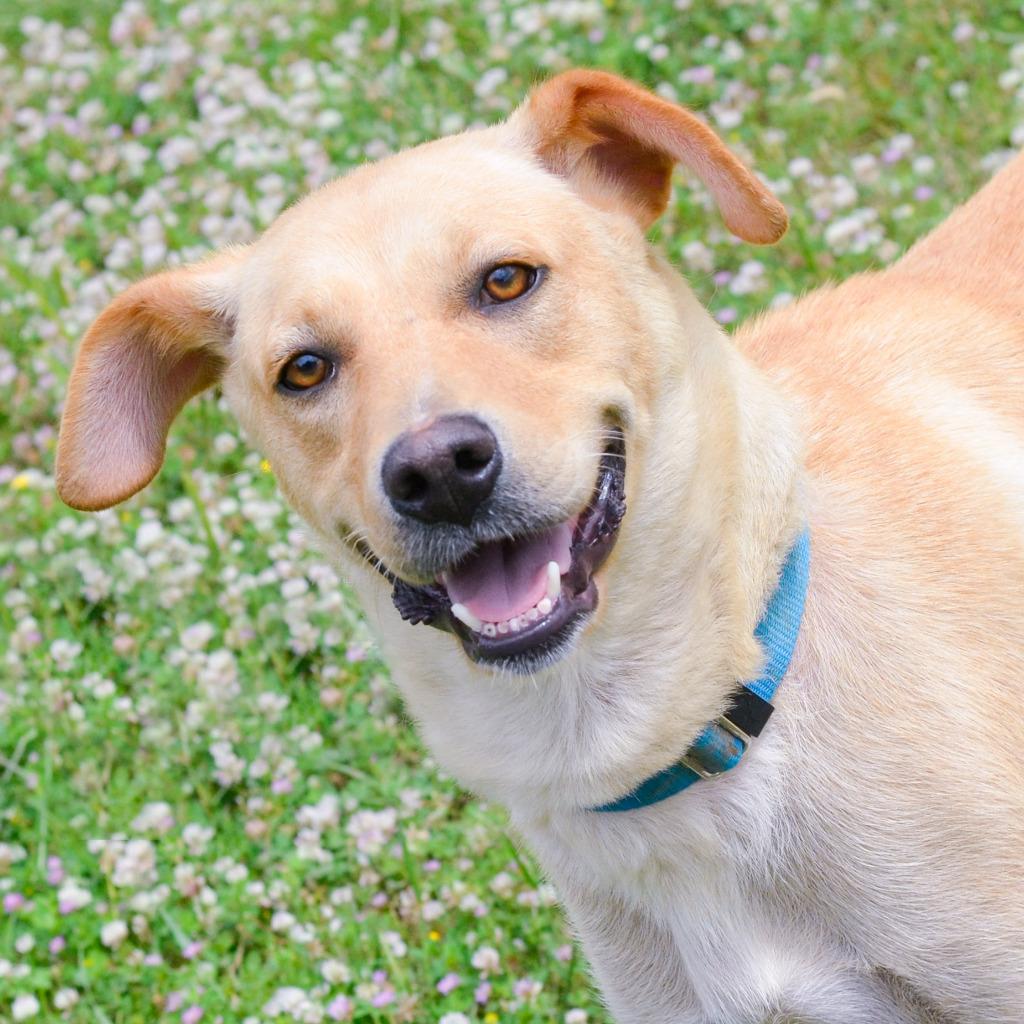 Enlarge Helena, a Adoptable mixed breed in Quinlan, TX image 4/4