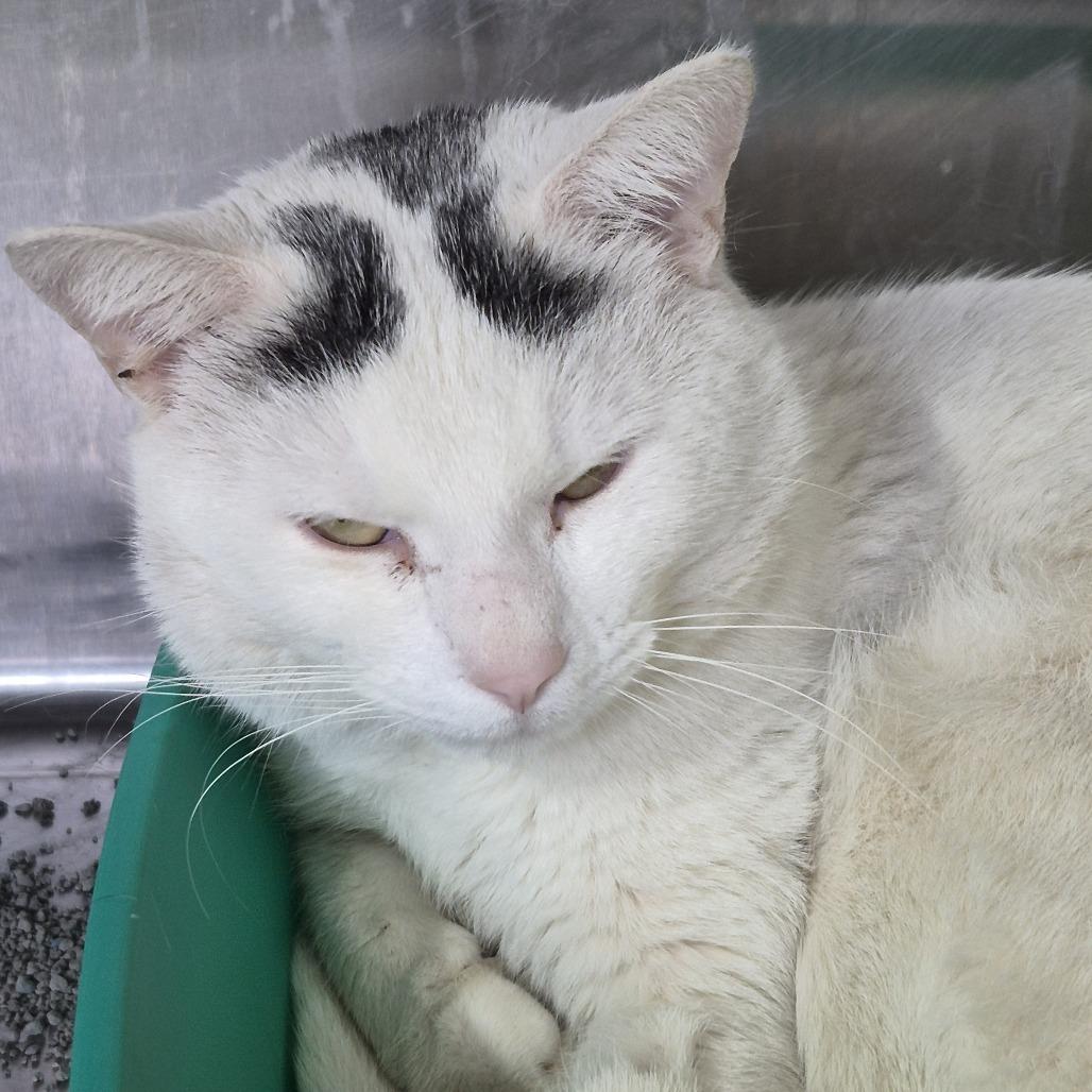 Zoomer, Adoptable, Adult Male Domestic Short Hair.