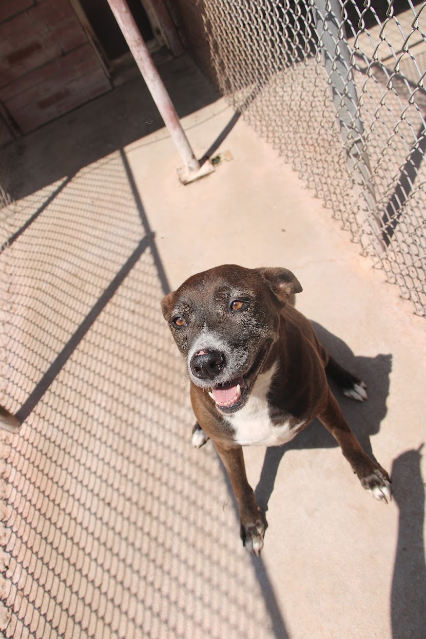 Tina, Adoptable, Adult Female Black Labrador Retriever & Pit Bull Terrier.