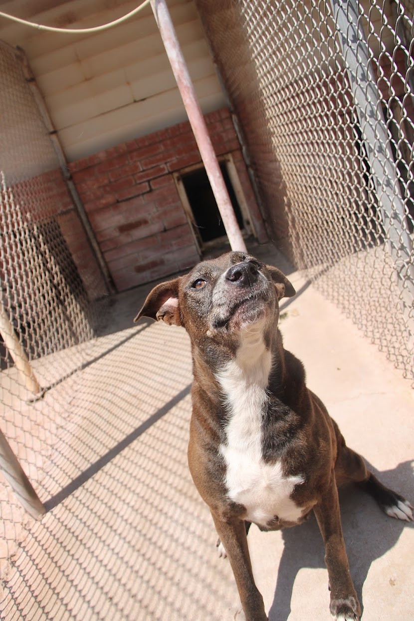 Tina, a Adoptable mixed breed in Guthrie, OK image 3/3