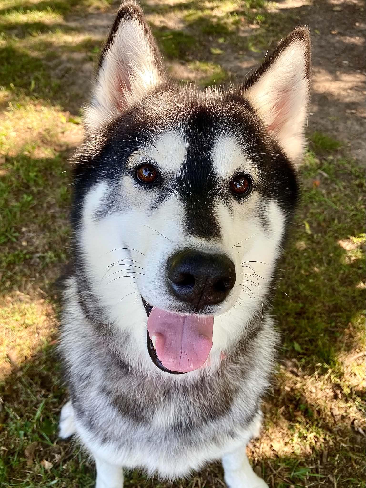 Enlarge Roscoe, a Adoptable Husky in Fremont, MI image 2/3
