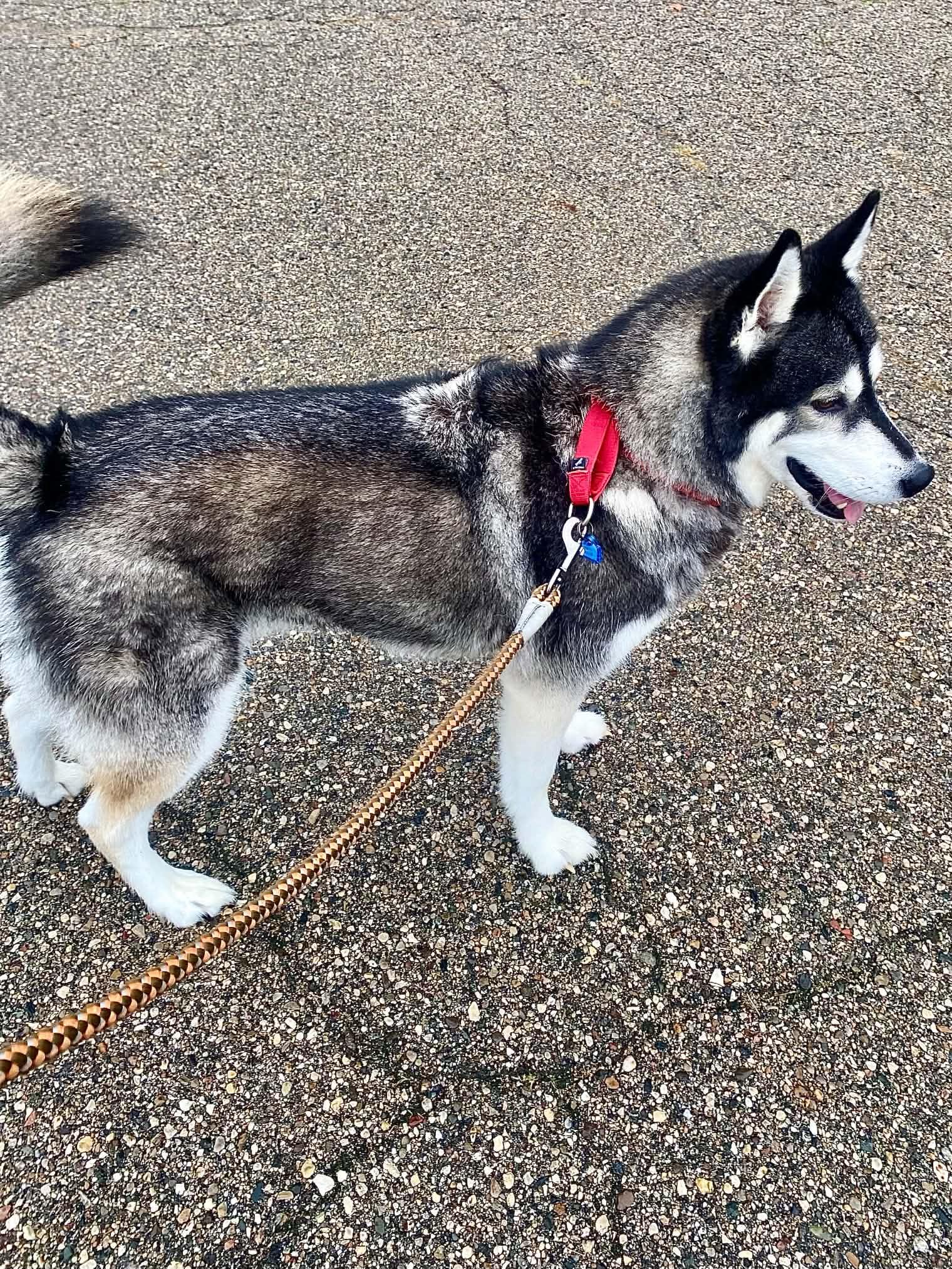 Enlarge Roscoe, a Adoptable Husky in Fremont, MI image 3/3