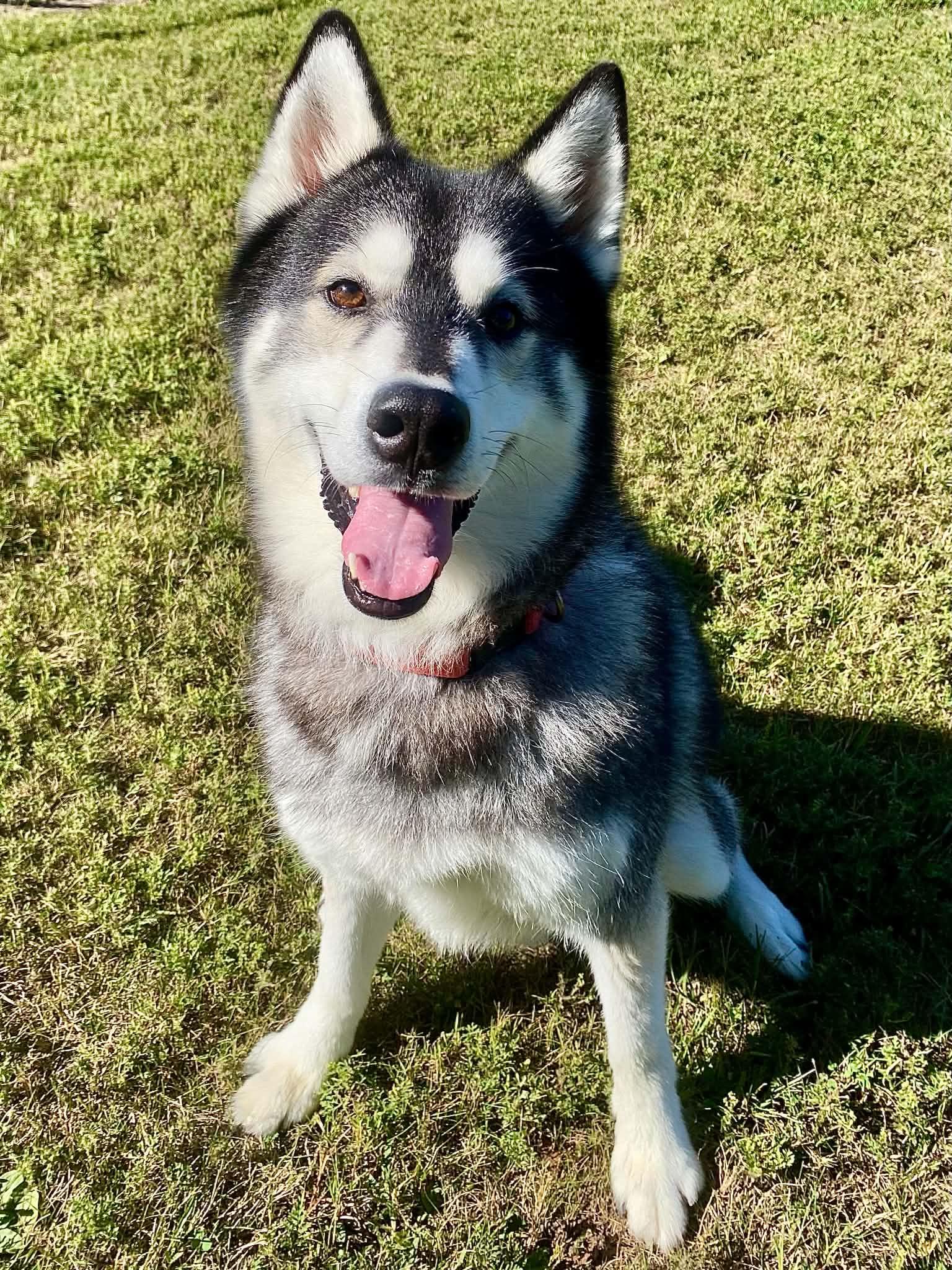 Enlarge Roscoe, a Adoptable Husky in Fremont, MI image 1/3